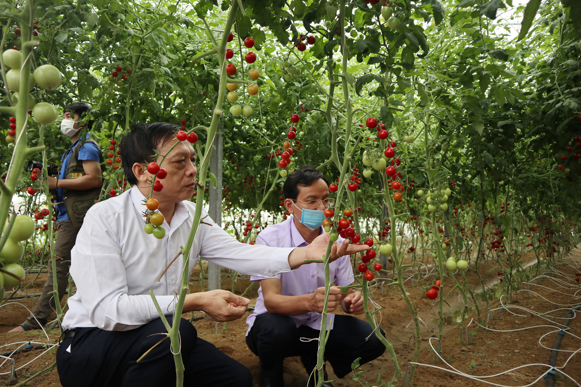 Mô hình sản xuất cà chua sạch chuẩn VietGAP của nông dân Quỳnh Lương (Quỳnh Lưu). Ảnh: Thanh Phúc
