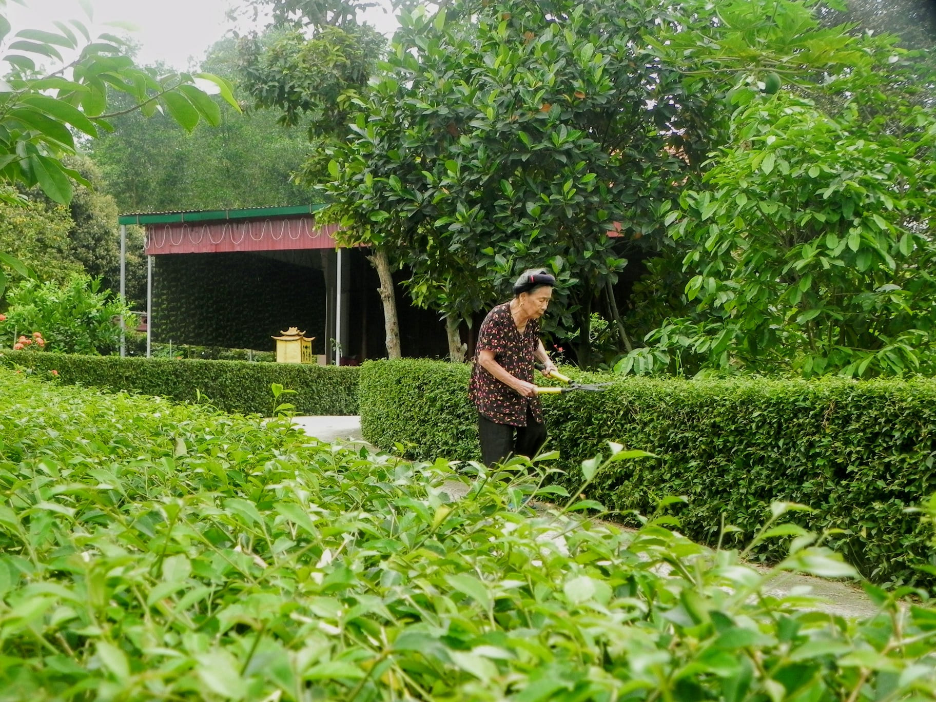 Khung cảnh yên bình bên hàng rào xanh tại xã Mỹ Thành, Yên Thành. Ảnh: CTV