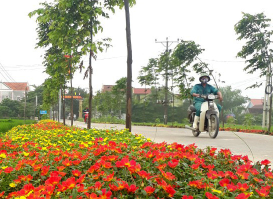 Những ngày này, trên nhiều tuyến đường của xã Diễn Yên, những thảm hoa mười giờ đã đua nhau khoe sắc. Ảnh: CTV