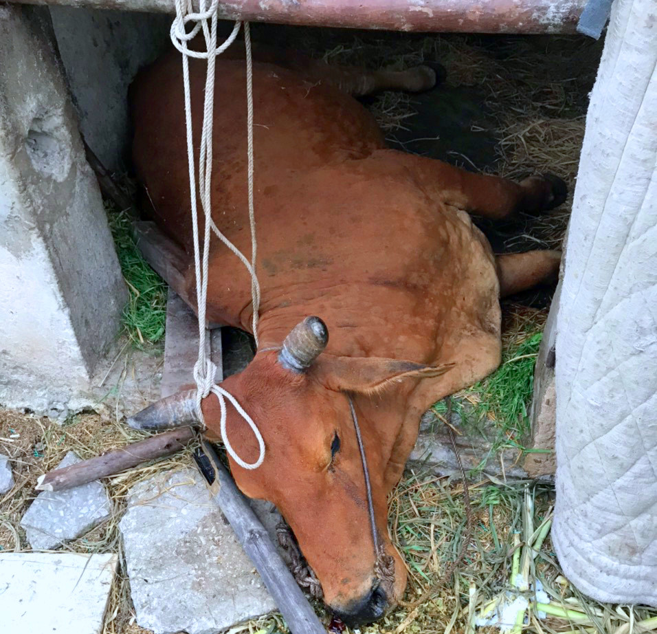 Con bò của gia đình ông Chuyên chết từ trưa 2/5, tuy nhiên mãi đến tối 2/5 mới tiêu hủy được, do chính quyền xã không có mặt. Ảnh: Quang An