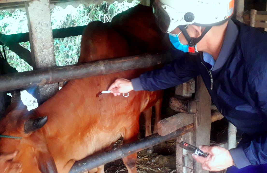 Tỷ lệ tiêm phòng vắc xin viêm da nổi cục đang ở mức thấp. Ảnh: Q.A