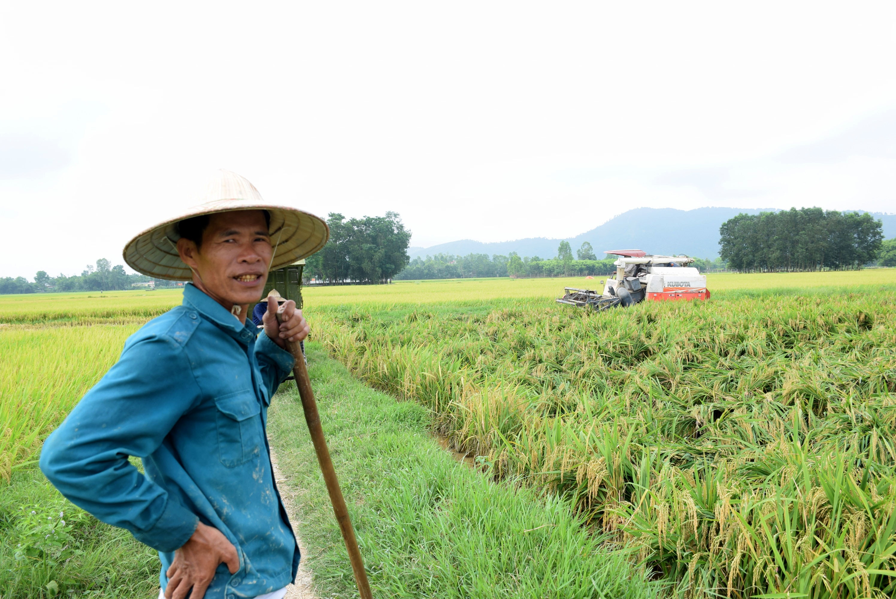 Lão nông Thái Viết Trí, xã Khánh Thành cho biết, 2 ngày nay gia đình đã thu hoạch 3 sào lúa bị đổ do ảnh hưởng của đợt mưa gió vừa qua. Ảnh: Xuân Hoàng
