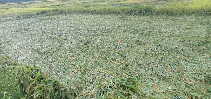 Nhiều diện tích lúa gần gặt bị đổ sệp. Ảnh Huy Thư
