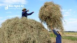 Cận cảnh nông dân Nghệ An 'vật lộn' với rơm, rạ trong nắng nóng