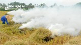 Nông dân Nghệ An đốt rơm rạ trên đồng: Vừa lãng phí vừa gây ô nhiễm