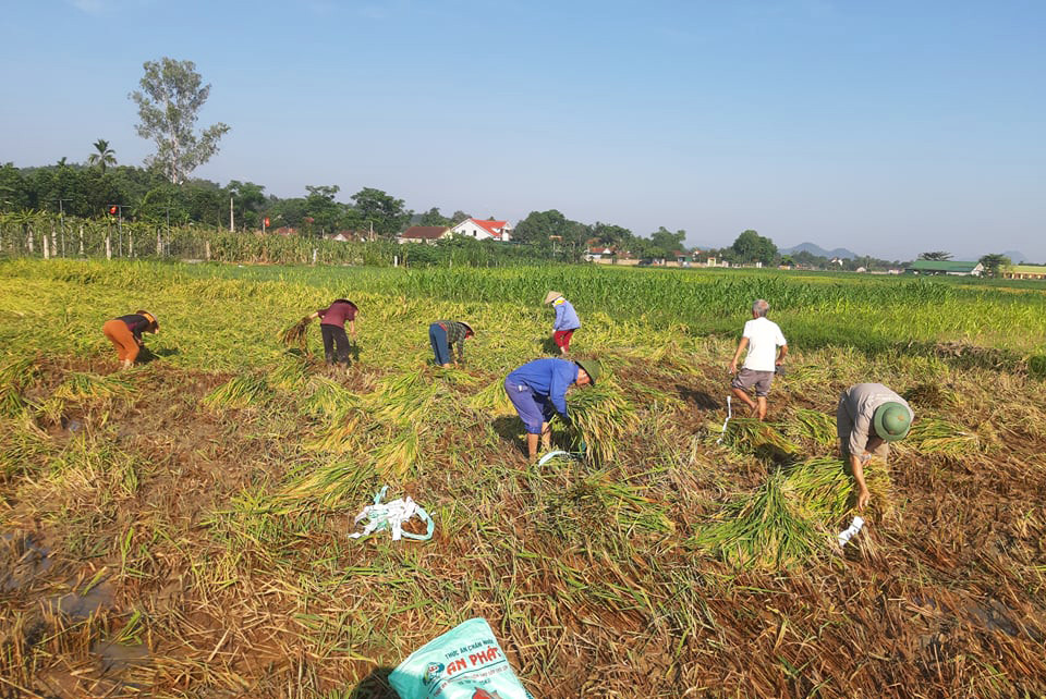 Cán bộ, người dân xóm Hòa Sơn,  xã Võ Liệt giúp gia đình hoàn cảnh thu hoạch lúa. Ảnh: Huy Thư