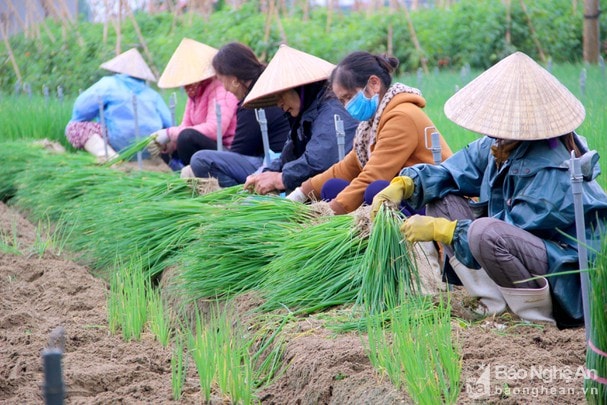 Nông dân sẽ là đối tượng được hỗ trợ. 