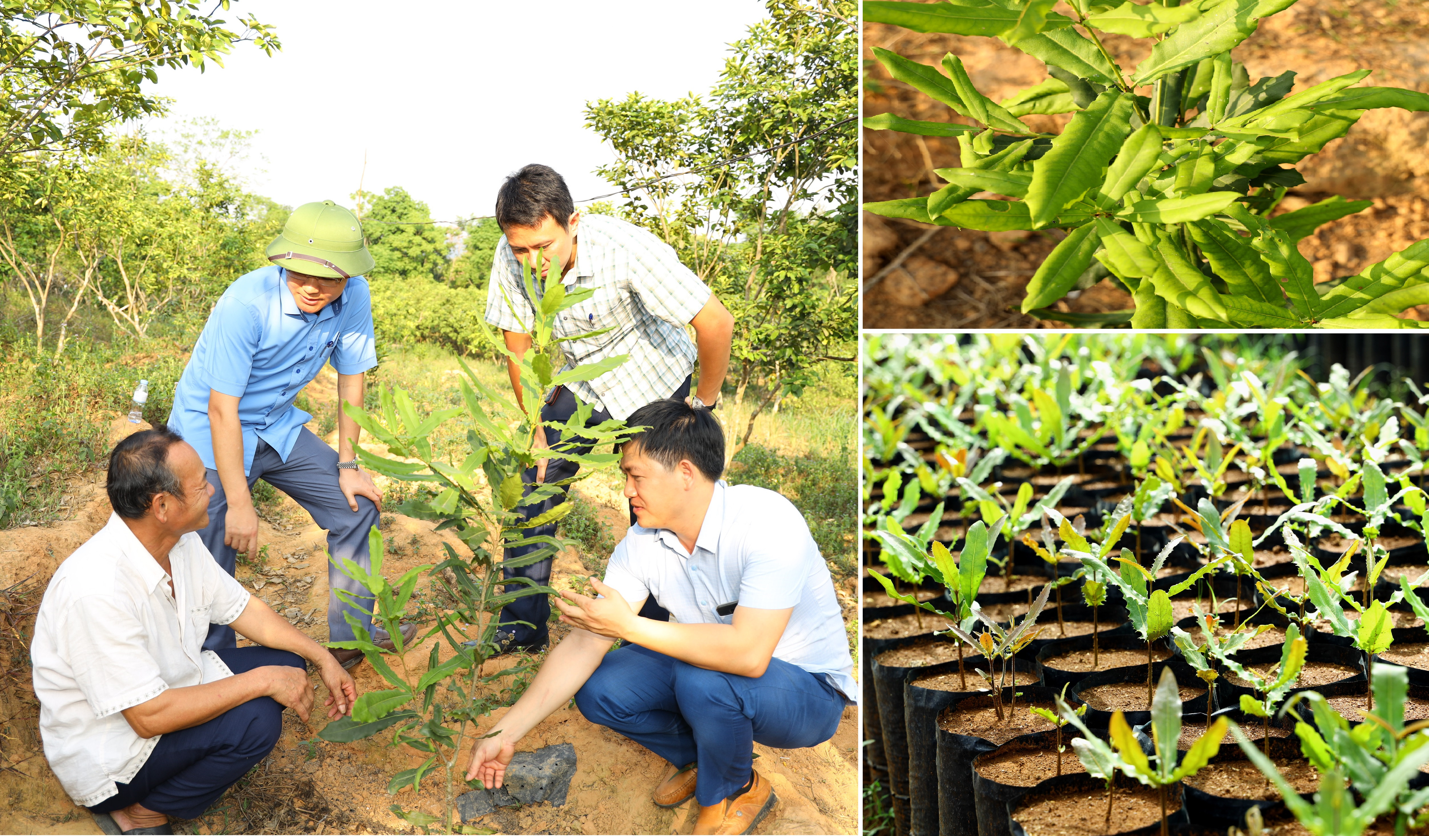 Giống mắc ca được sản xuất và trồng trên địa bàn Thái Hòa. Ảnh Nguyên Sơn