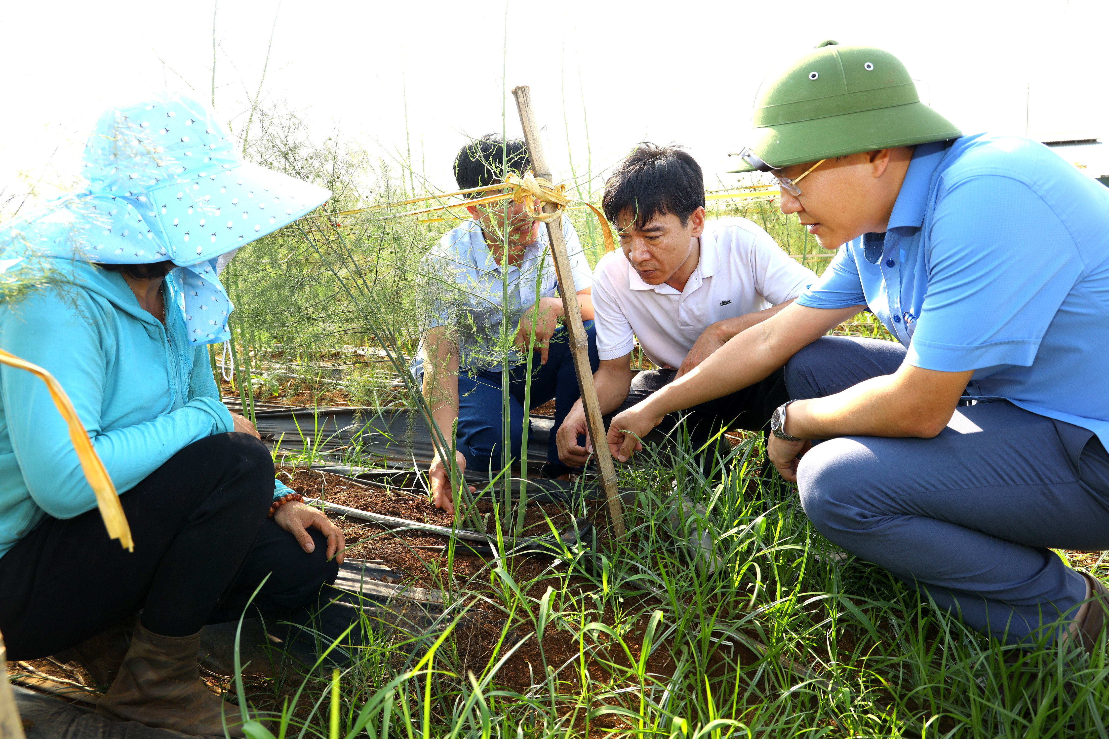 Măng tây hàng hóa được nhiều hộ dân ở Thái Hòa đầu tư. Ảnh Nguyên Nguyên