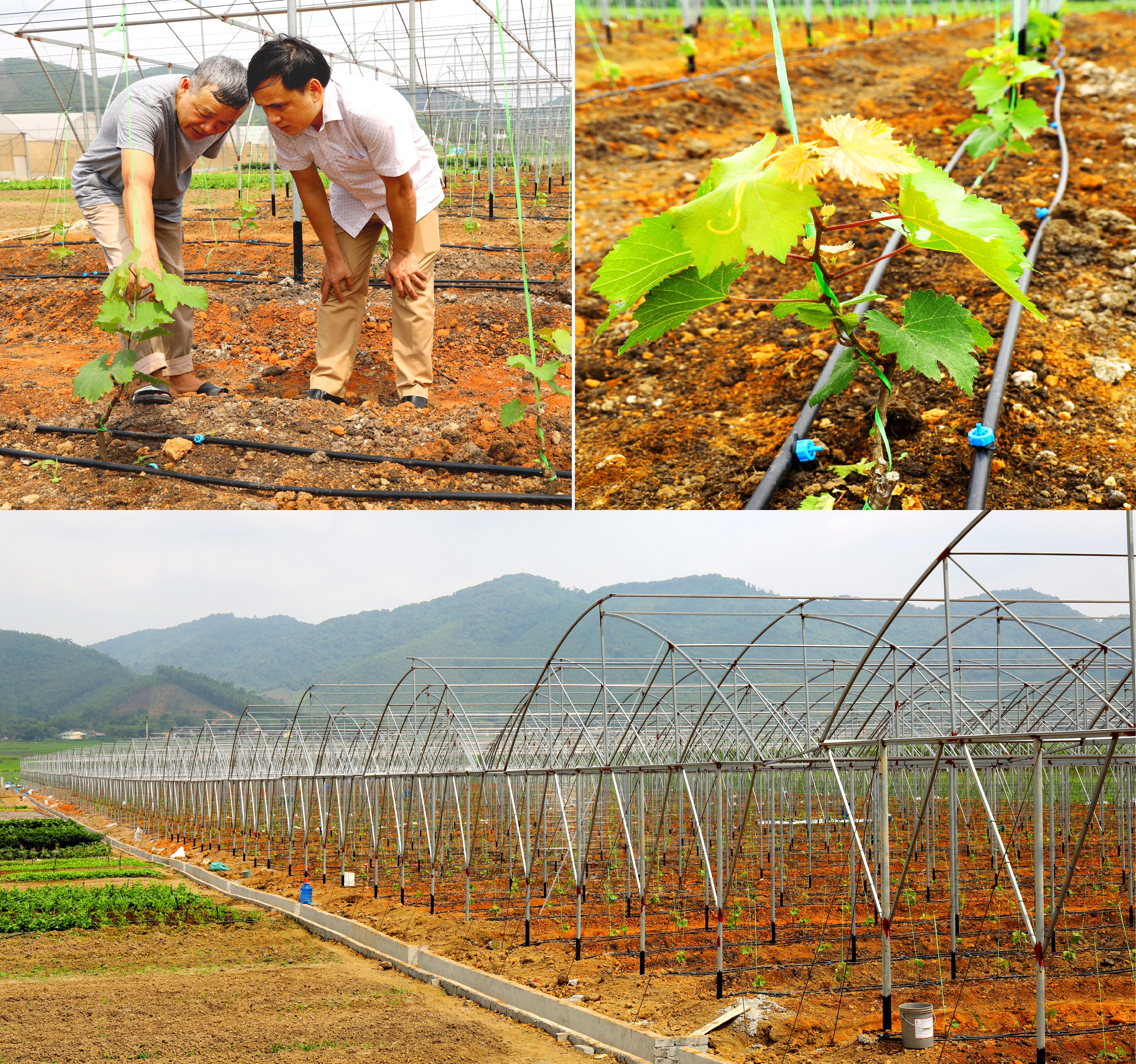 Hơn 5 ha nho được trồng trong nhà lưới đã lên xanh ở Thị xã Thái Hòa. Ảnh Nguyên Nguyên
