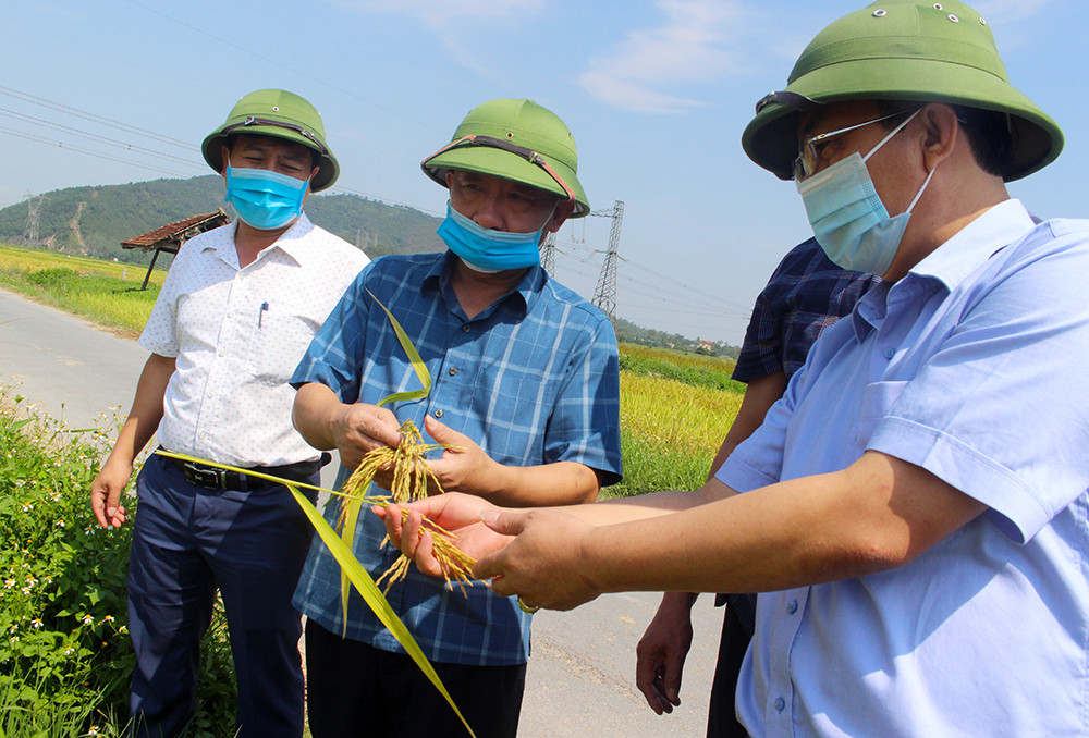 Kiểm tra, đánh giá năng suất lúa tại Nam Đàn. Ảnh: Phú Hương