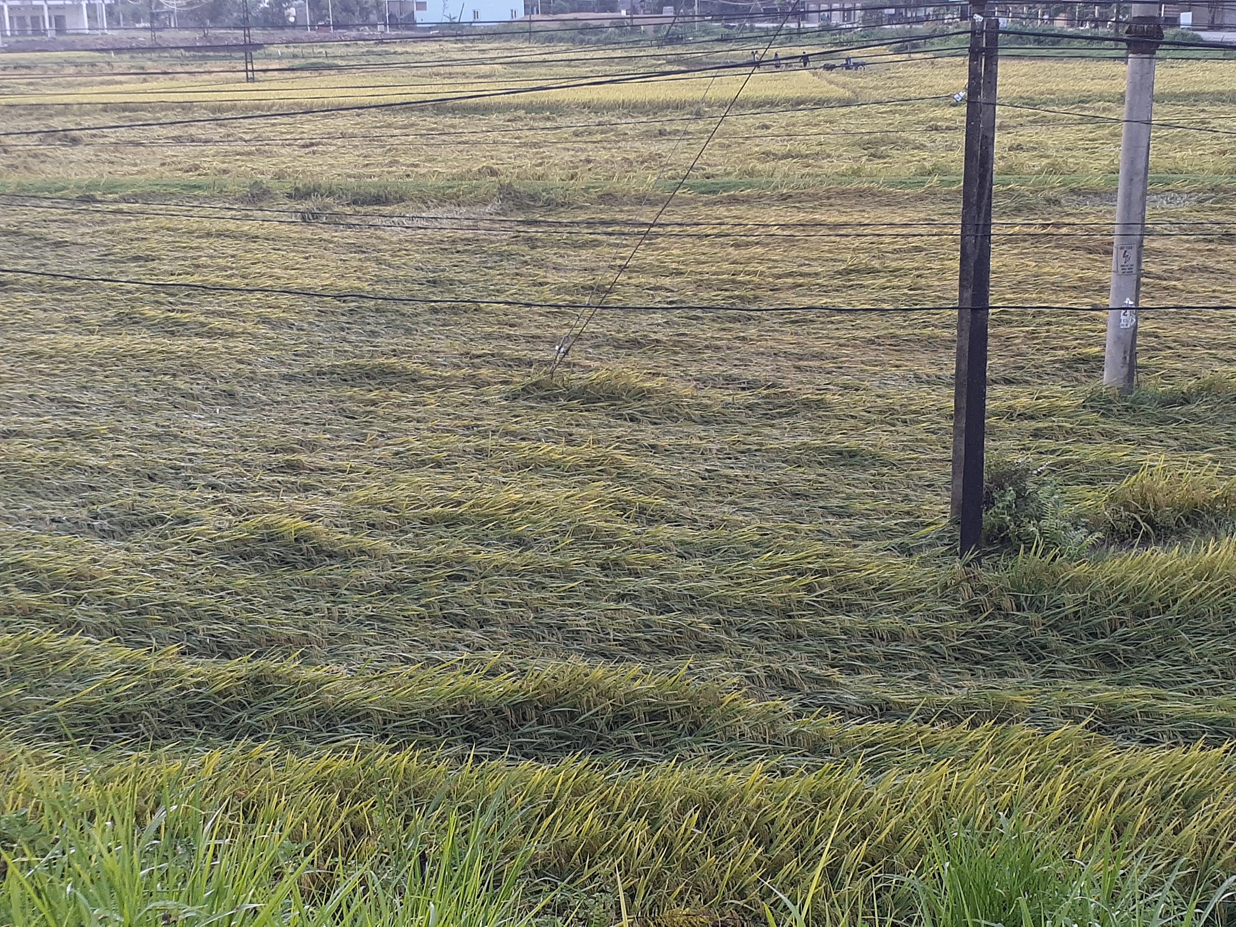Nhiều diện tích lúa sắp gặt bị đổ rạp trên ruộng. Ảnh: Huy Thư