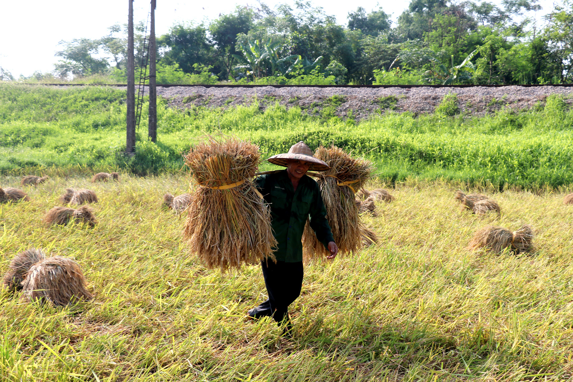 Không thể chờ được máy gặt nên người nông dân này chấp nhận gặt tay và gánh lúa về nhà. Ảnh: Thanh Phúc