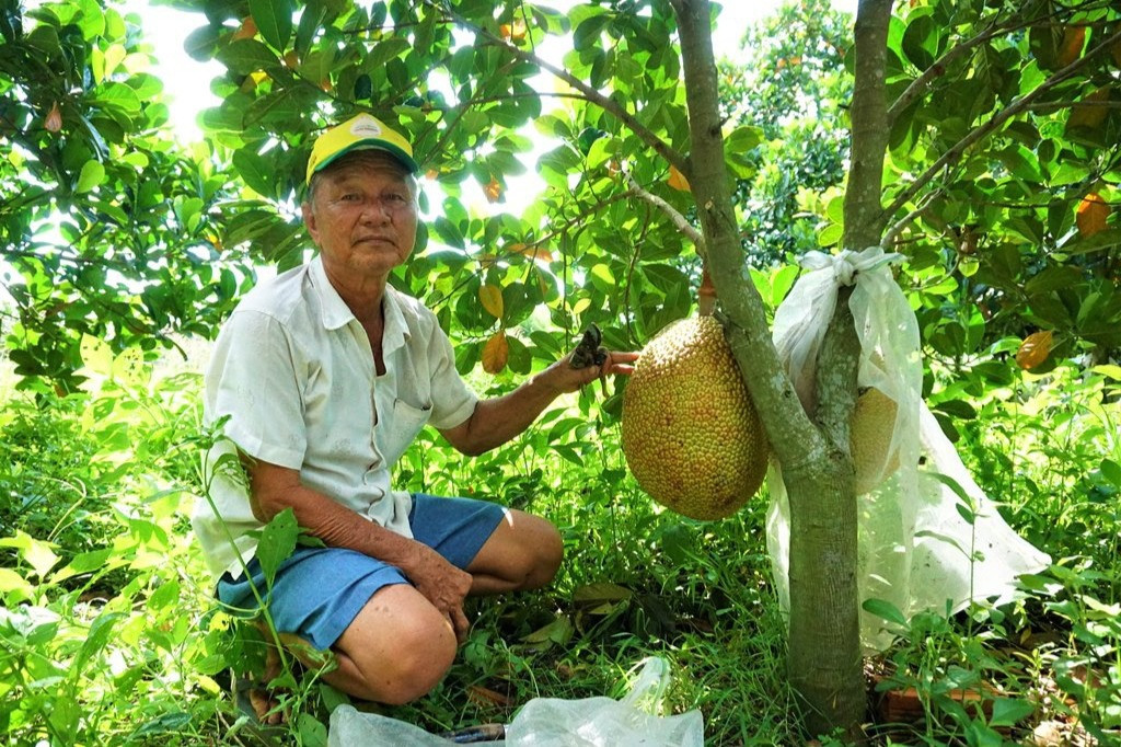 Tỷ phú nông dân Nguyễn Minh Trắng bên cây mít ruột đỏ 