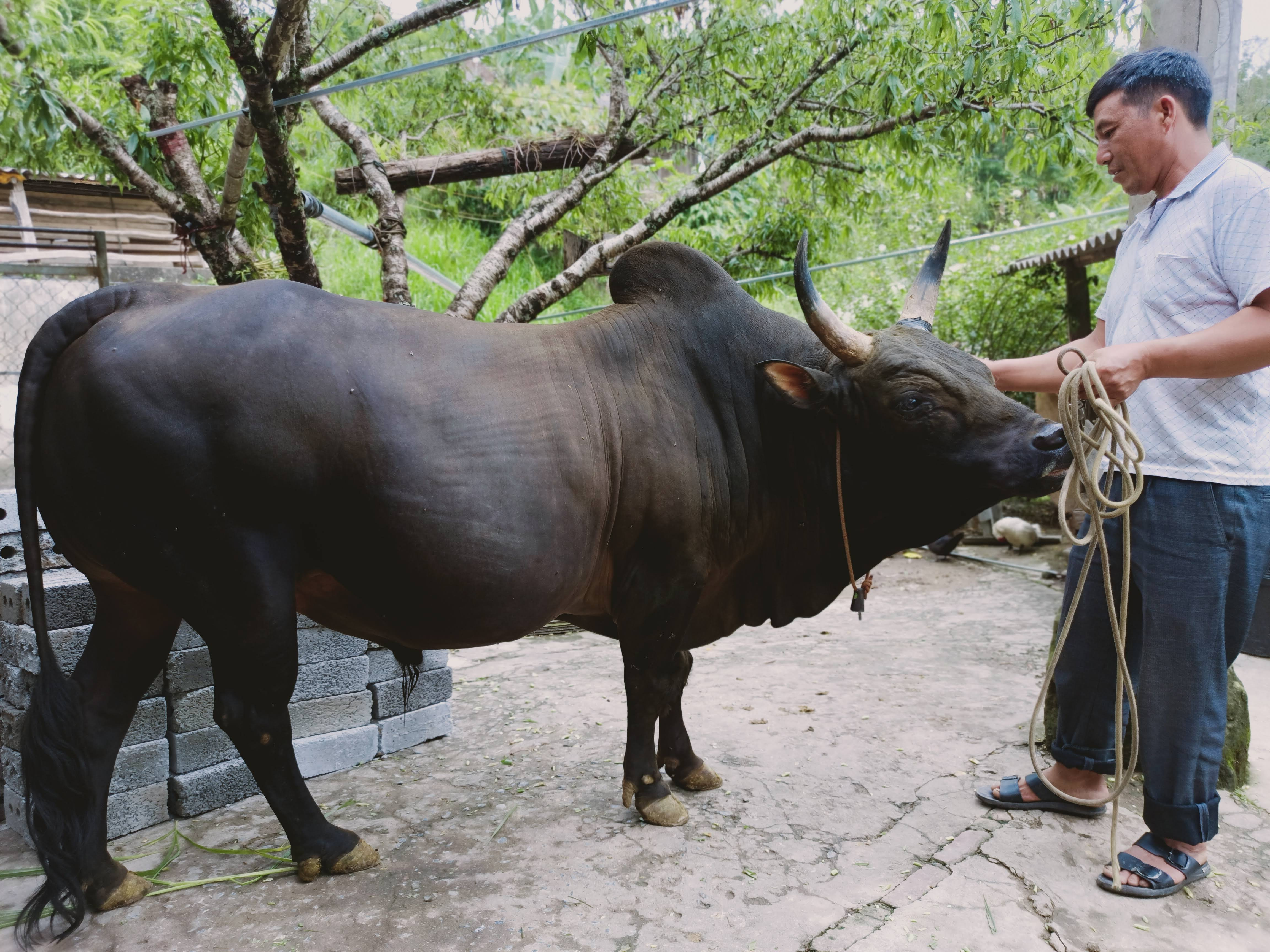 Một con bò chận của anh Hờ Tồng Chùa, bản Tiền Tiêu, xã Nậm Cắn có dáng vẻ rất oai vệ, được người ta trả 120 triệu đồng nhưng chưa bán. Ảnh: Tiến Đông