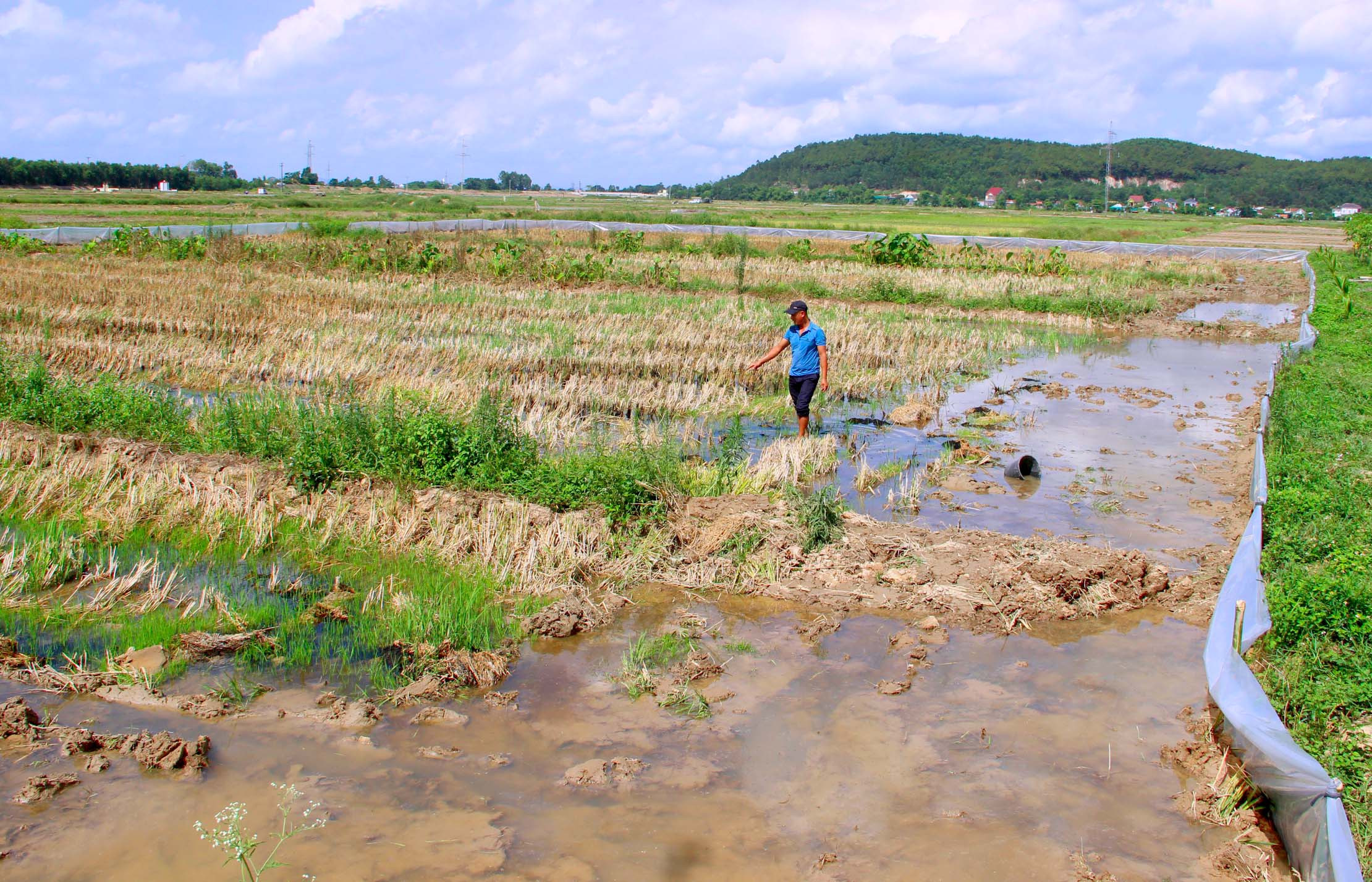 Anh Bảo thả cua giống trong đồng ruộng với diện tích 5000m2. Ảnh: Q.A