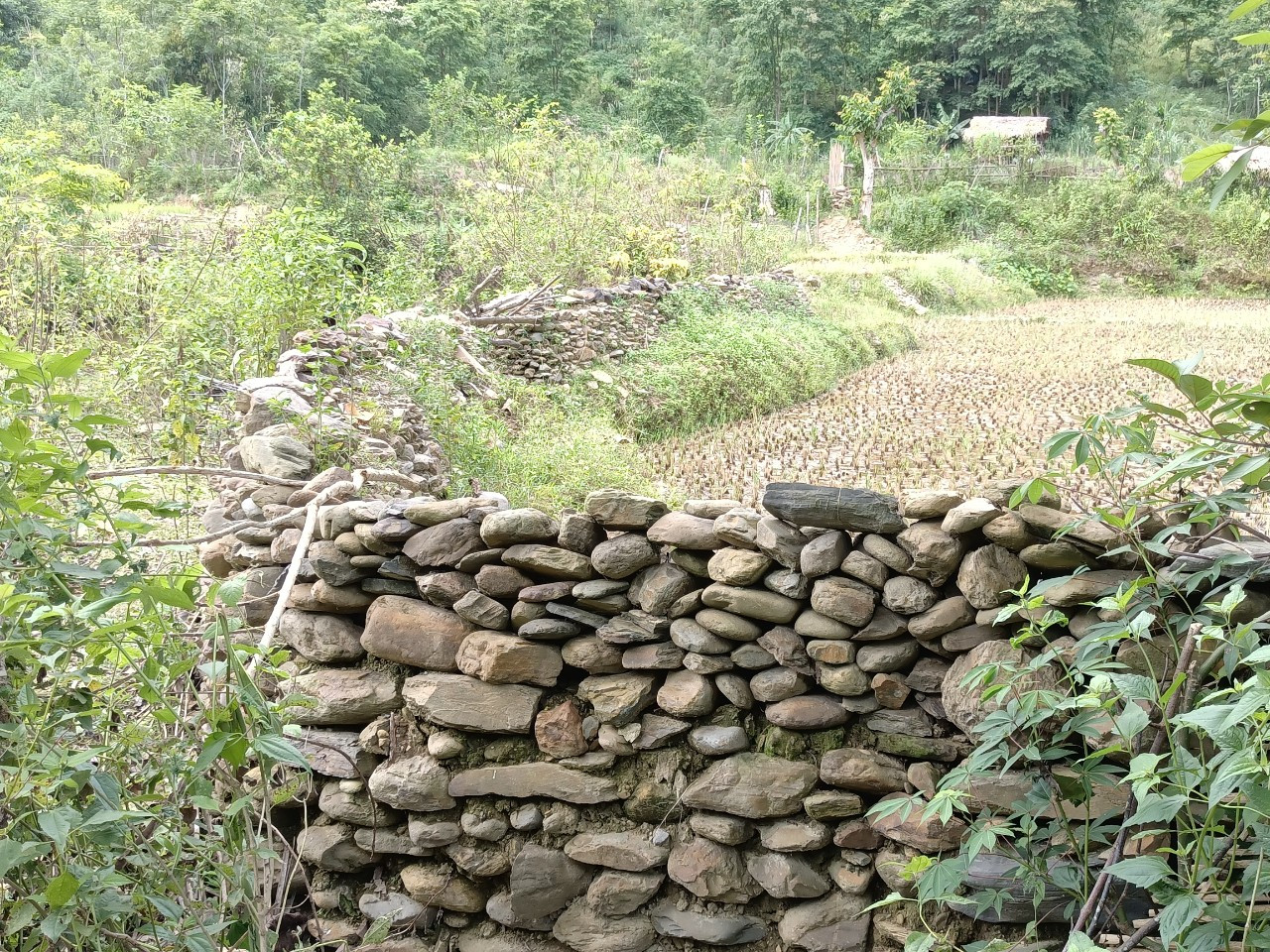 Hàng rào đá giúp bảo vệ ruộng chắc chắn hơn. Ảnh: Tiến Đông