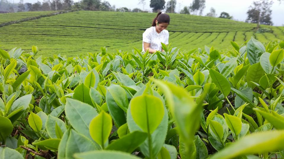 Vùng trồng chè VietGAP của HTX chè xanh Thanh Đức (Thanh Chương) rộng khoảng 10ha và hiện đang được mở rộng. Ảnh: Thanh Phúc