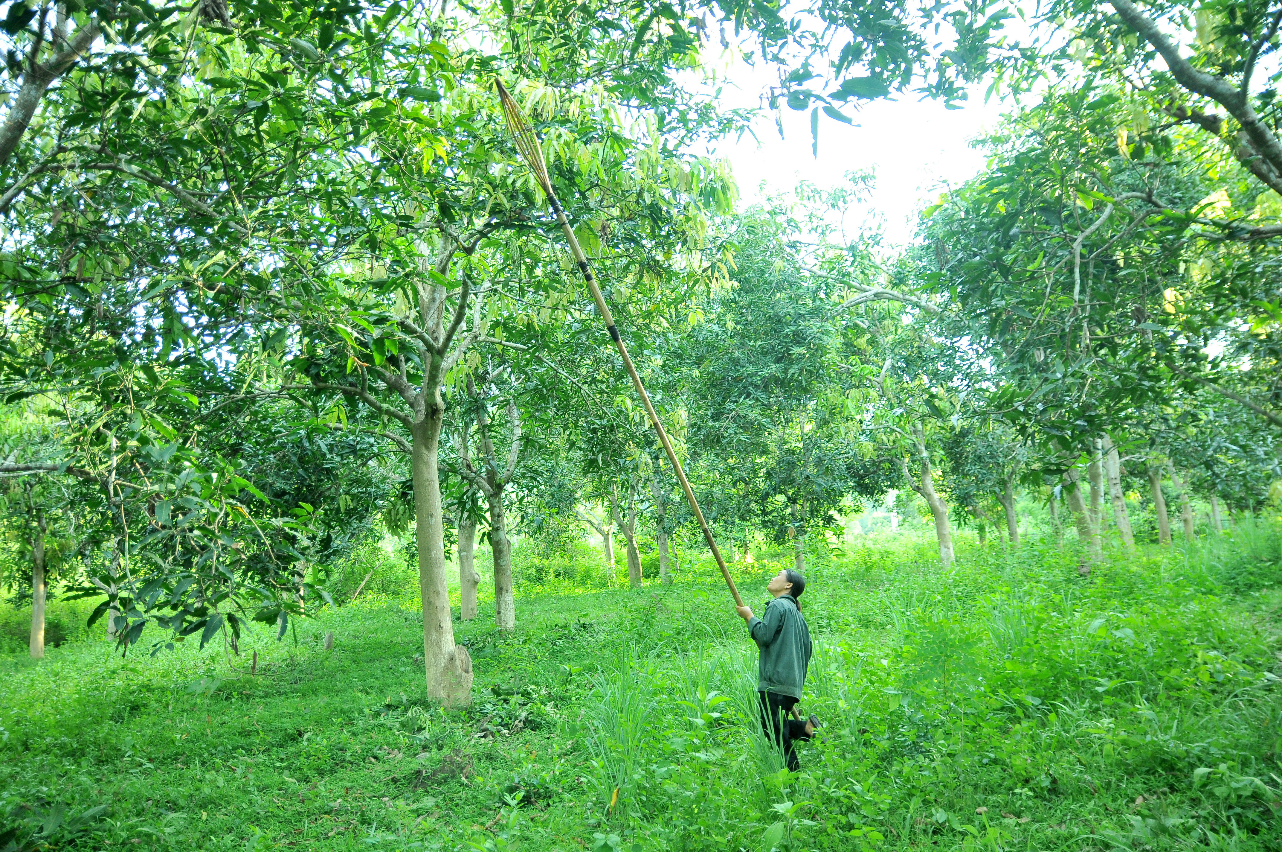 Do cây xoài Tương Dương to cao nên người dân phải lấy sào thu hoạch. Ảnh: TĐ