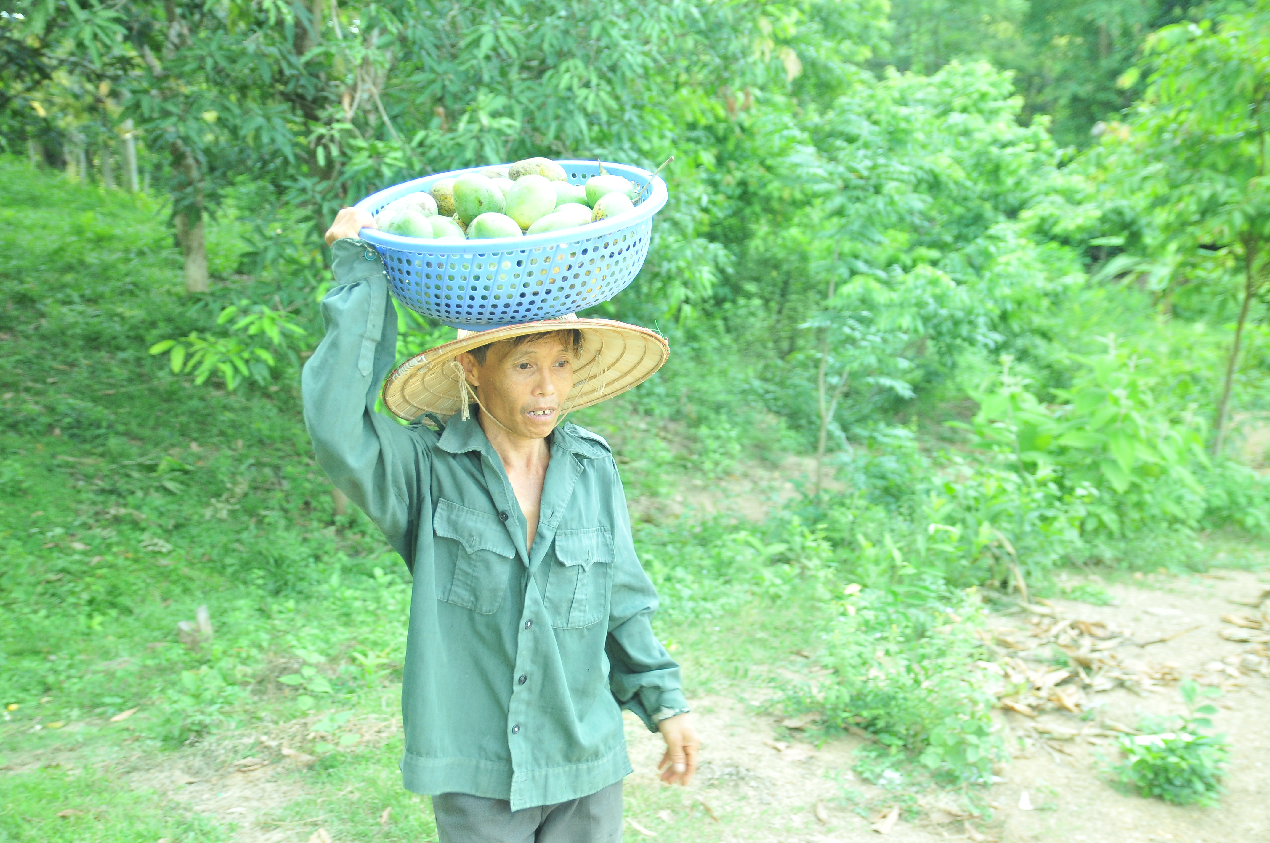 Mỗi lần gia đình ông Đình chỉ thu hoạch khoảng 2 yến quả, chủ yếu là chọn quả chín tỉa dần. Ảnh: TĐ