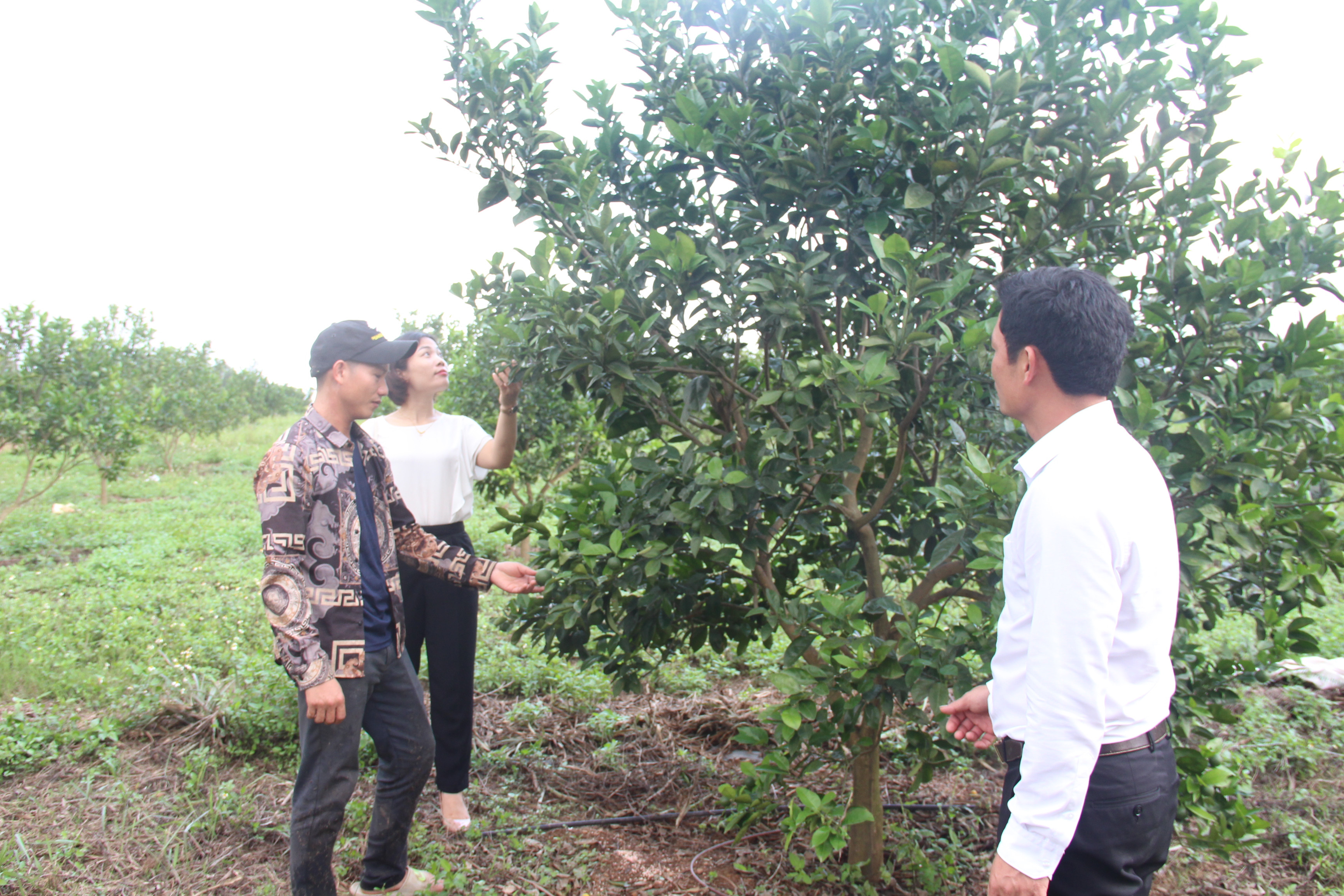 Cán bộ Huyện ủy và xã Quỳnh Thắng thăm mô hình trồng cam của Phan Văn Trung