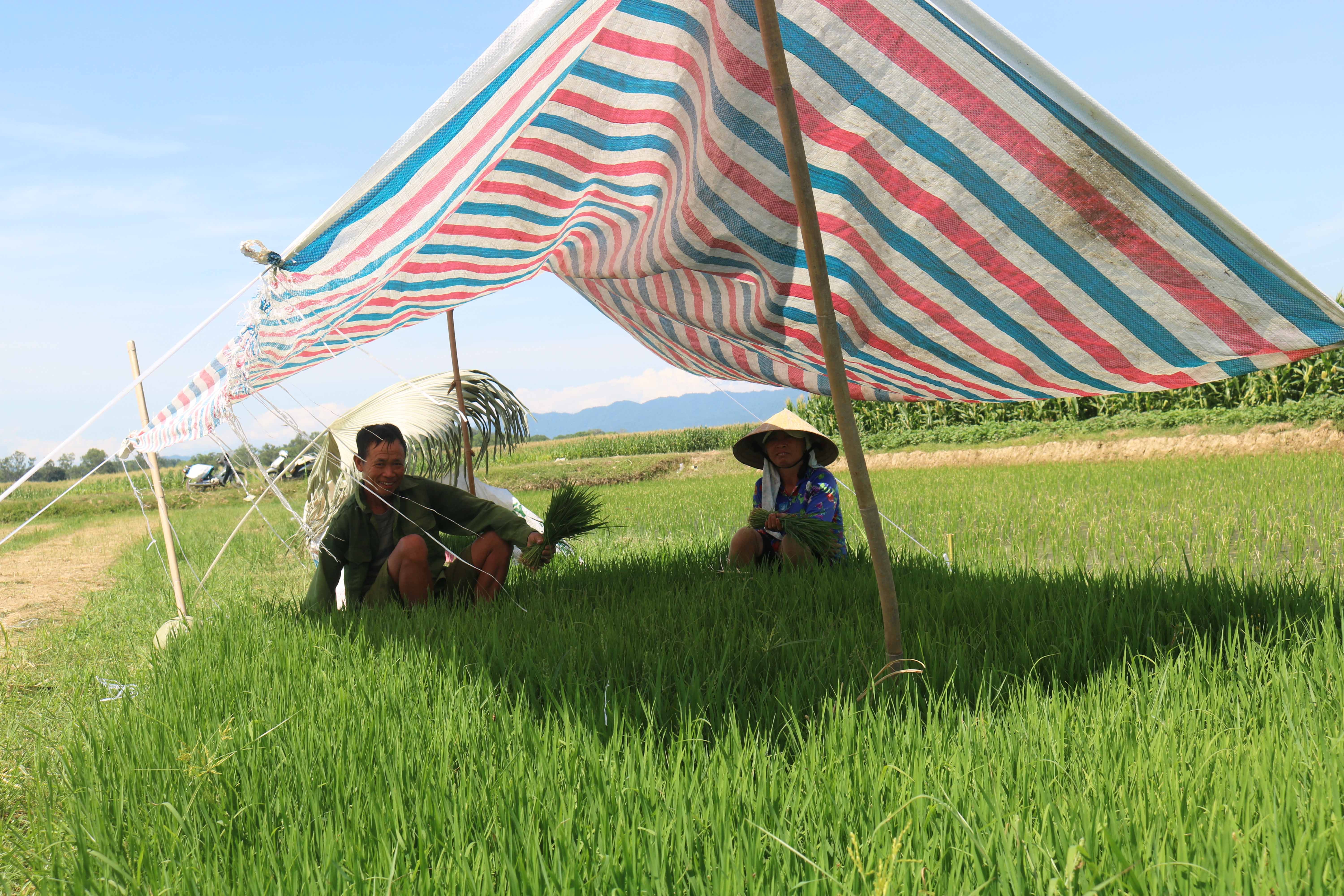 Nhiều hộ gia đình công phu hơn thì căng dây làm lều tạm ngay trên những luống mạ, nhổ mạ đến đấu thì di dời nhà lều đến đó.