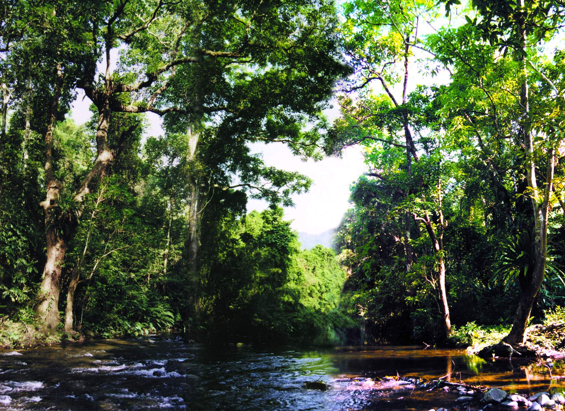 Hệ sinh thái rừng với nhiều tiềm năng phát triển dịch vụ du lịch. sinh thái