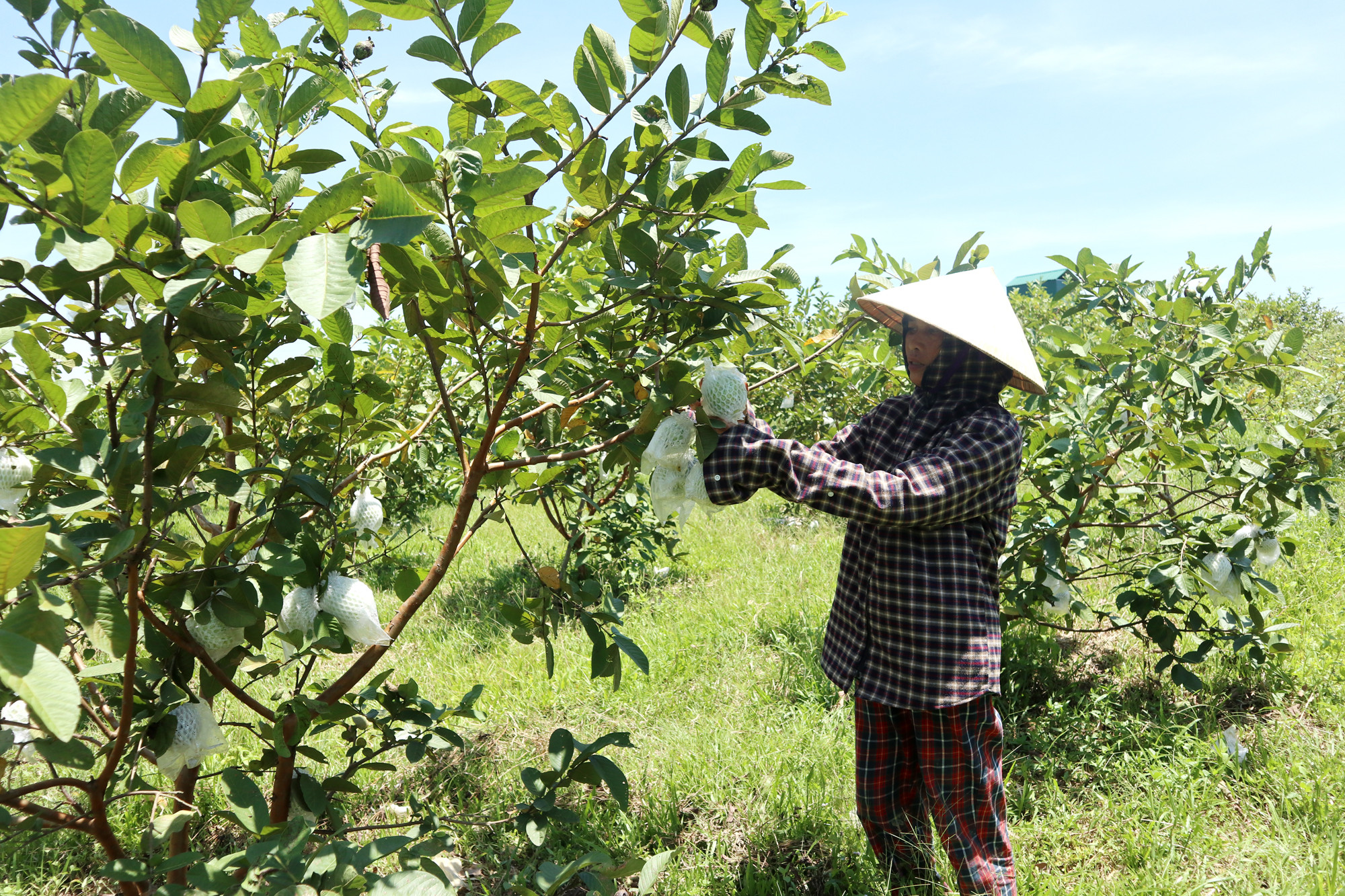 Trang trại cây ăn quả 3ha thuê lại từ đất 5% của xã do Hội Nông dân Thanh Mỹ (Thanh Chương) làm chủ. Antr: Thanh Phúc