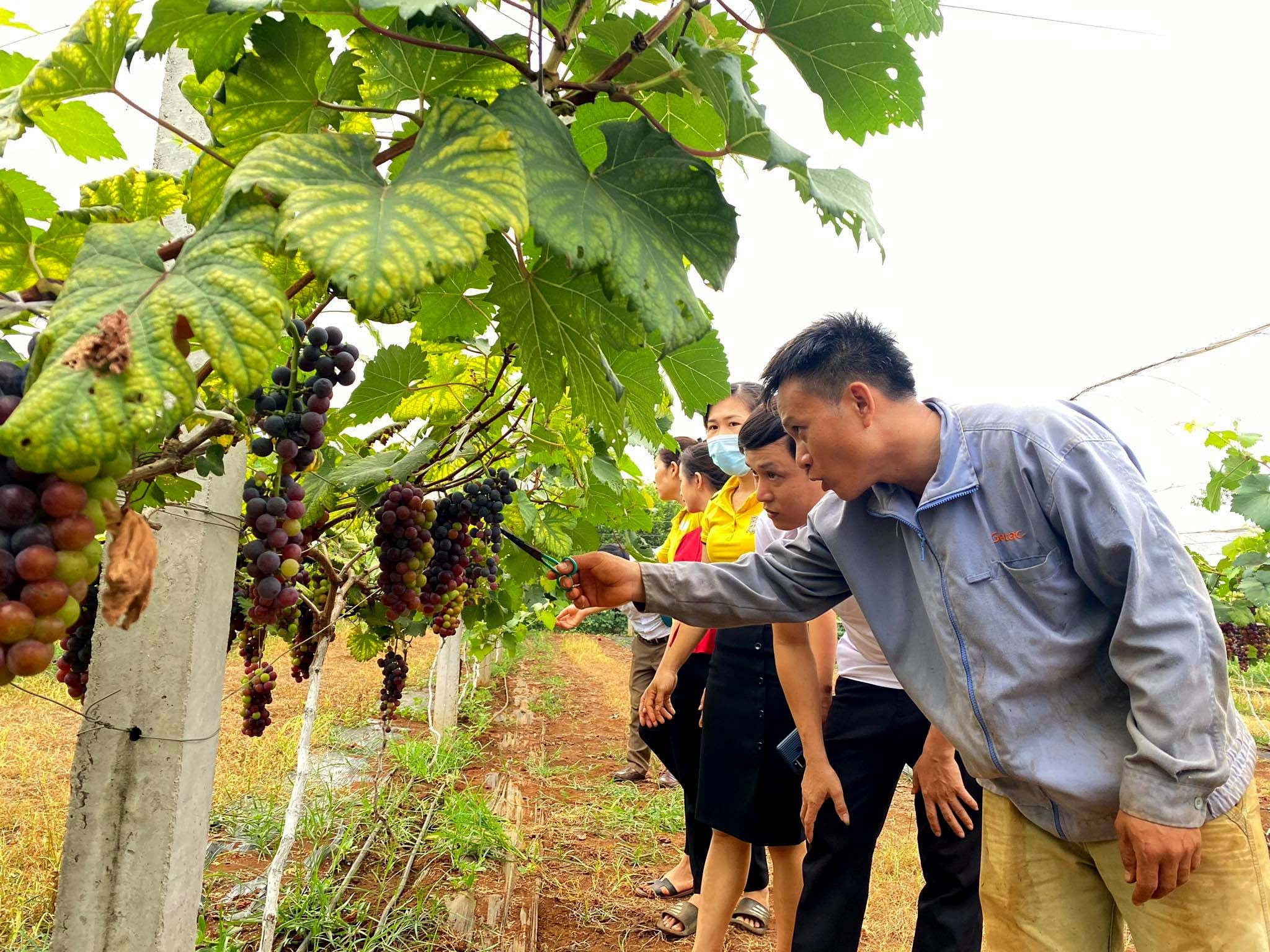 Cán bộ xã Nghĩa Yên tham quan mô hình nho không hạt (nho Hạ Đen) của gia đình anh Lê Văn Chúc. Ảnh: Minh Thái 