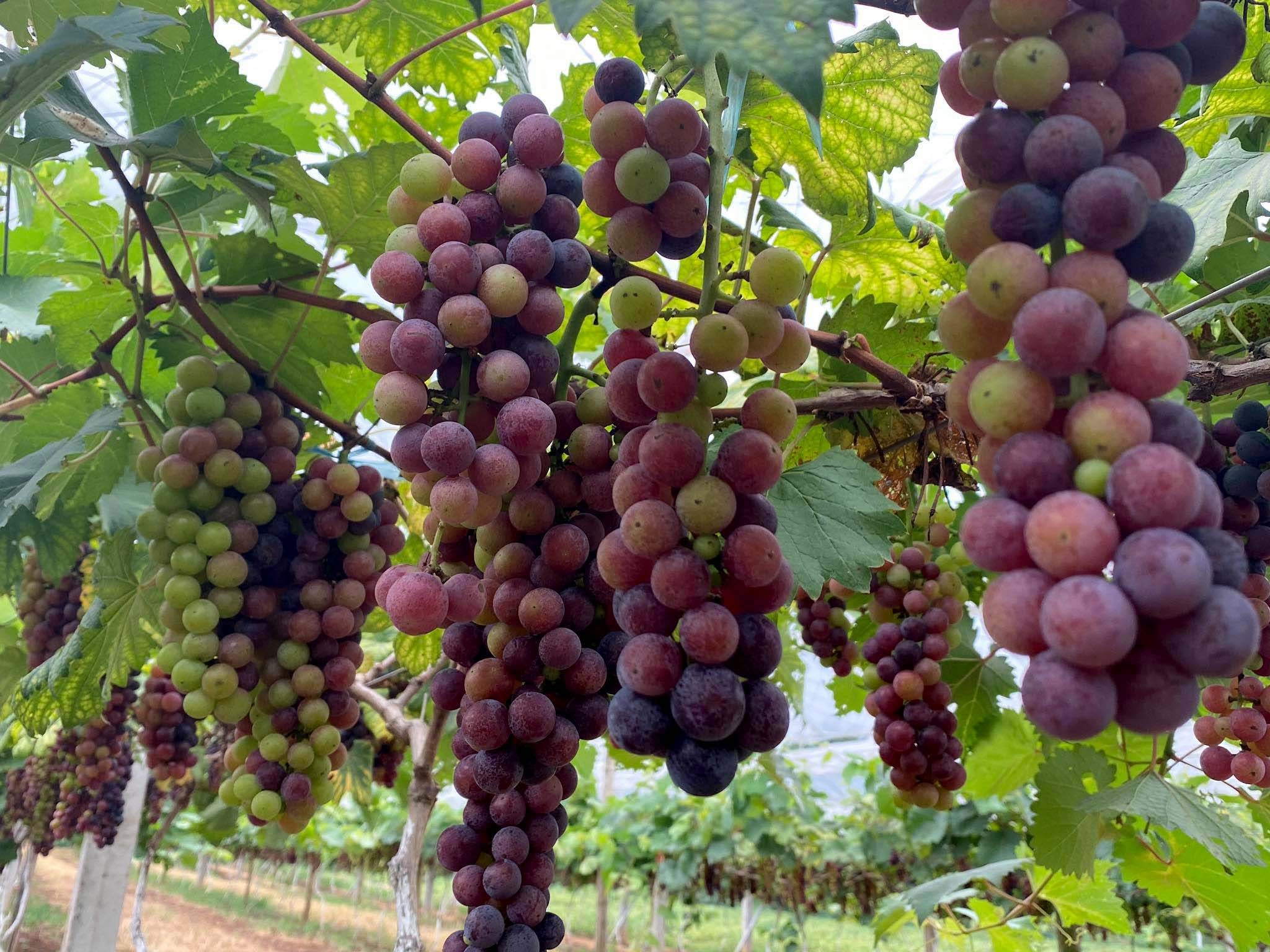 Vụ quả bói đầu tiên năng suất ước đạt trên 1 tấn.