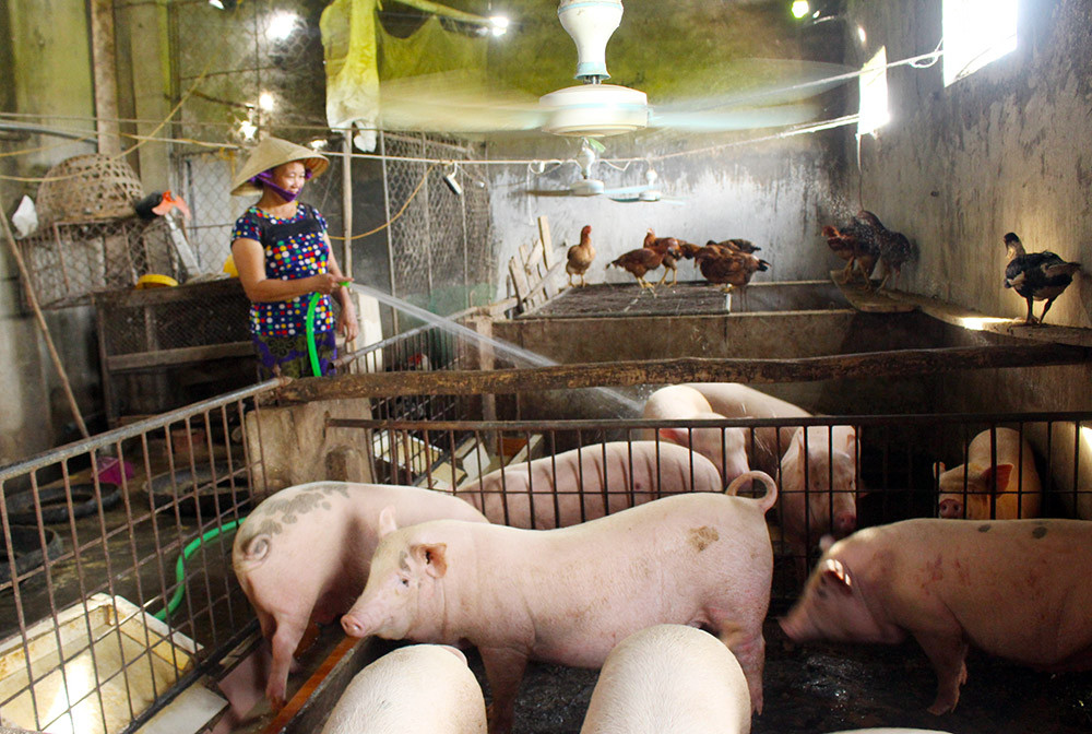 Chăn nuôi lợn nông hộ tại huyện Yên Thành. Ảnh: Phú Hương