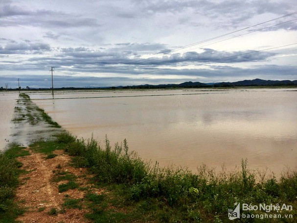 Bão số 2 đã gây mưa  lớn, ngập úng tại nhiều khu vực trên địa bàn tỉnh Nghệ An. Ảnh: tư liệu Ngọc Phương