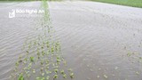 Vựa rau Nghệ An ngập nước do mưa lớn