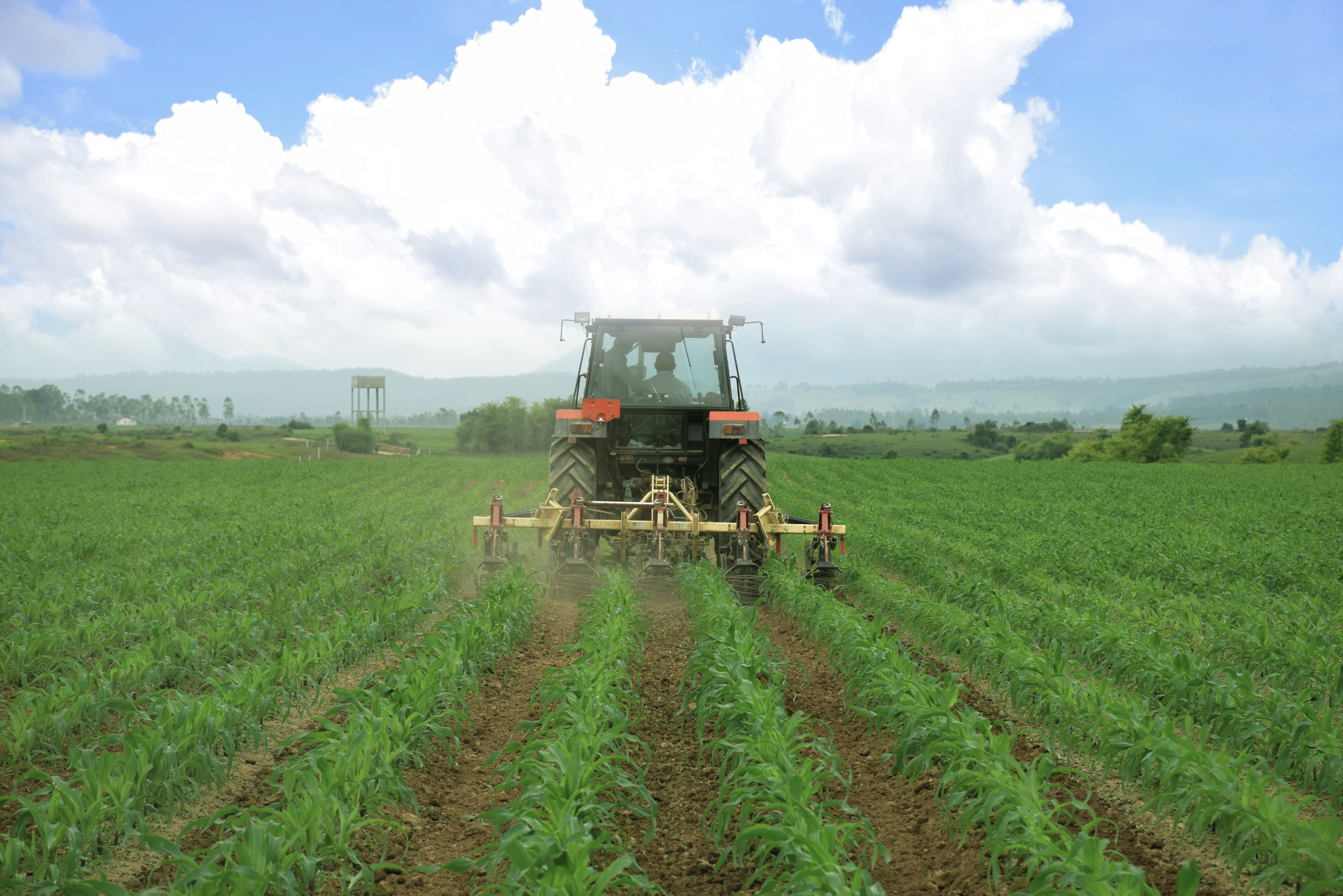 Cánh đồng yến mạch, bắp hữu cơ tại Trang trại bò sữa Lao-Jagro ở Xiêng Khoảng (Lào), ảnh chụp tháng 5/2021