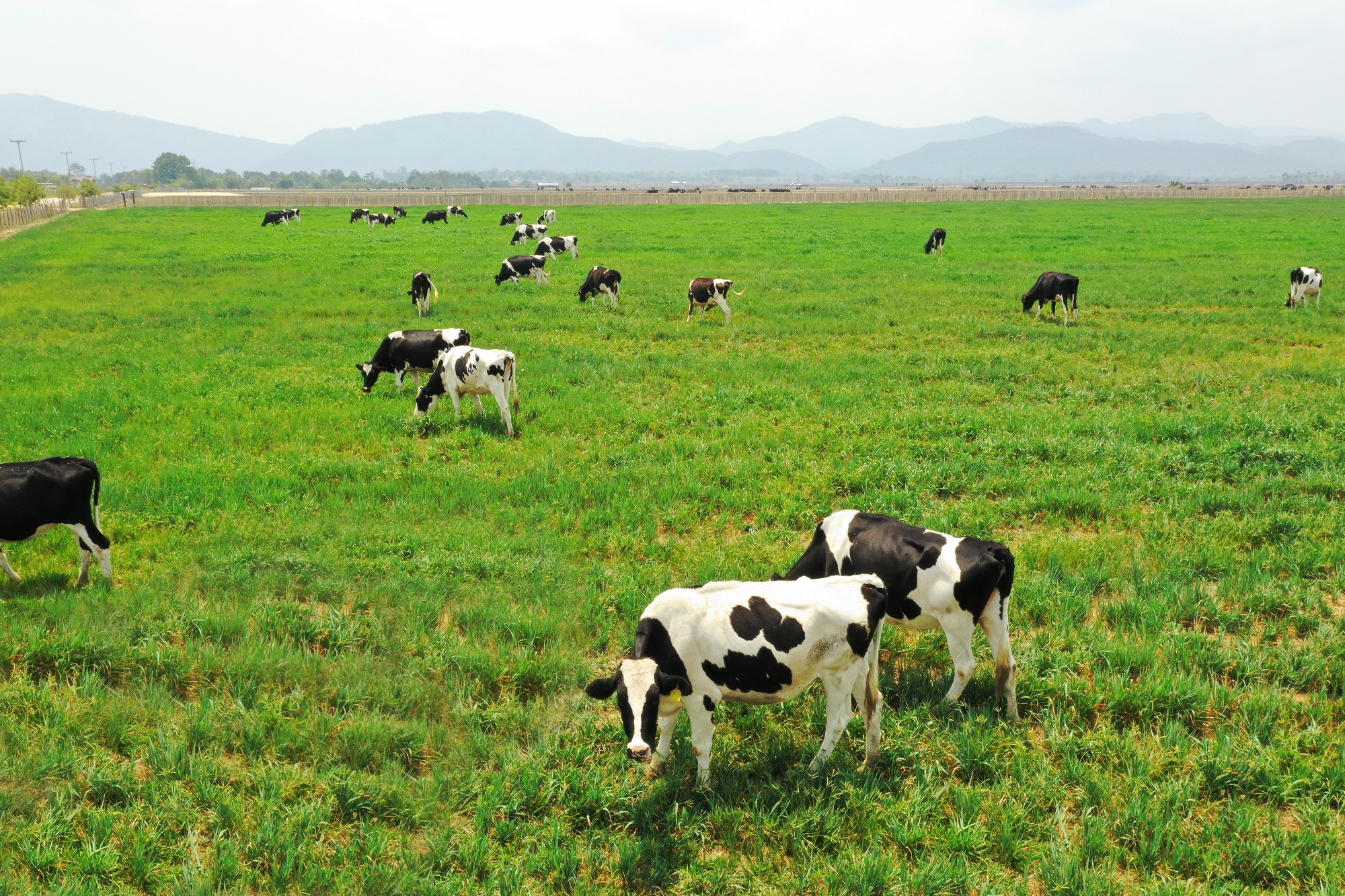 Dự án Tổ hợp trang trại Lao-Jagro có quỹ đất rộng, quy mô khi hoàn thành có thể lên đến 100.000 con.  
