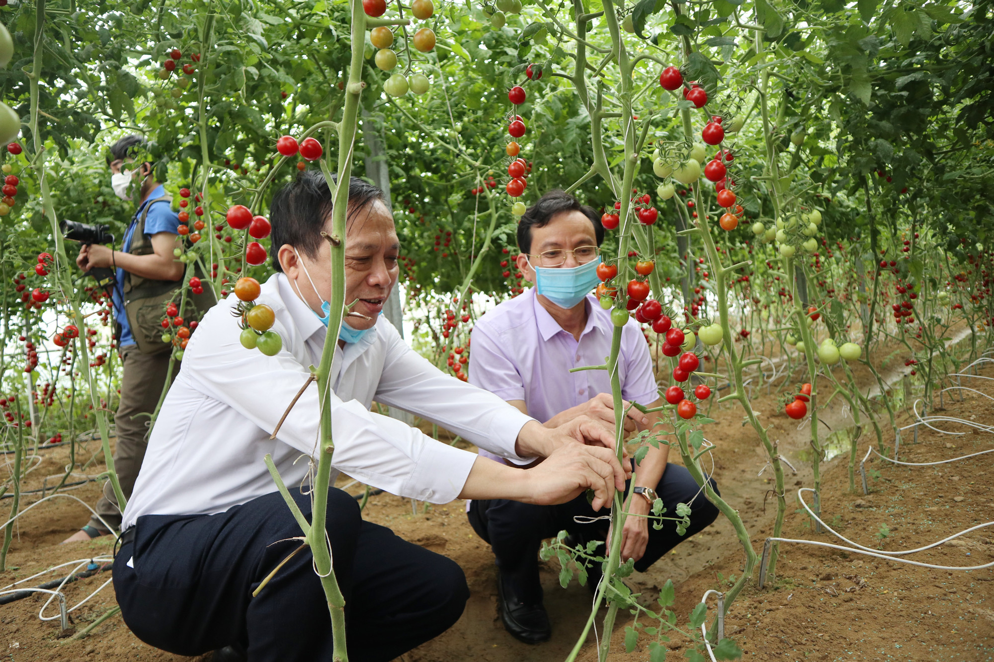 Mô hình trồng cà chua che-ry trong nhà màng của nông dân Quỳnh lương (Quỳnh Lưu). Ảnh: Thanh Phúc