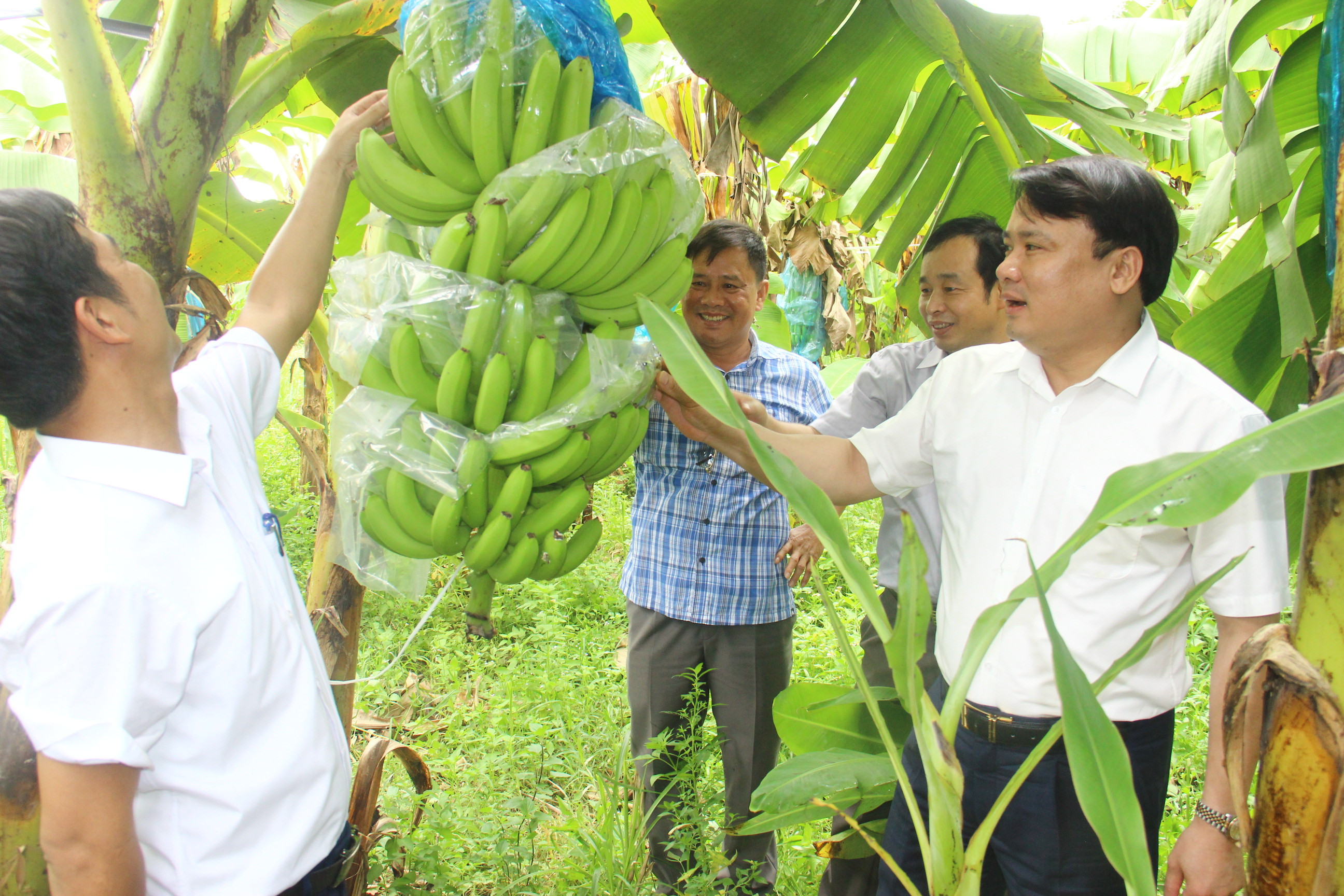 Các đồng chí lãnh đạo huyện Đô Lương thăm mô hình trồng chuối công nghệ cao tại xã Thuận Sơn. Ảnh: Hoàng Vĩnh