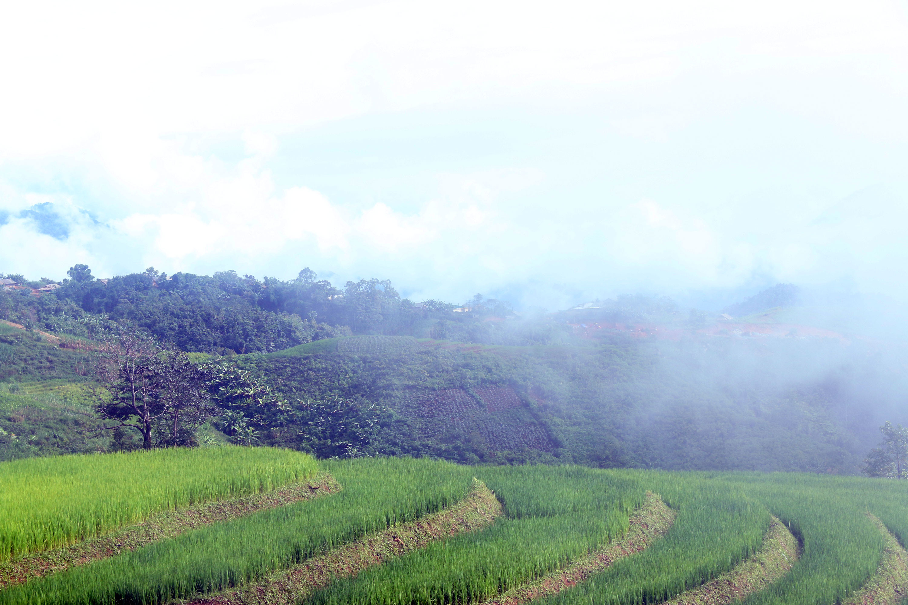 Ở một số điểm của huyện Kỳ Sơn, nhiều cung ruộng lúa đã bắt đầu lên xanh tốt hứa hẹn một vụ mùa bội thu. Ảnh: Đào Thọ