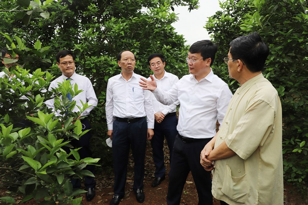 Lãnh đạo tỉnh và huyện Yên Thành thăm mô hình trồng cam. Ảnh: P.V