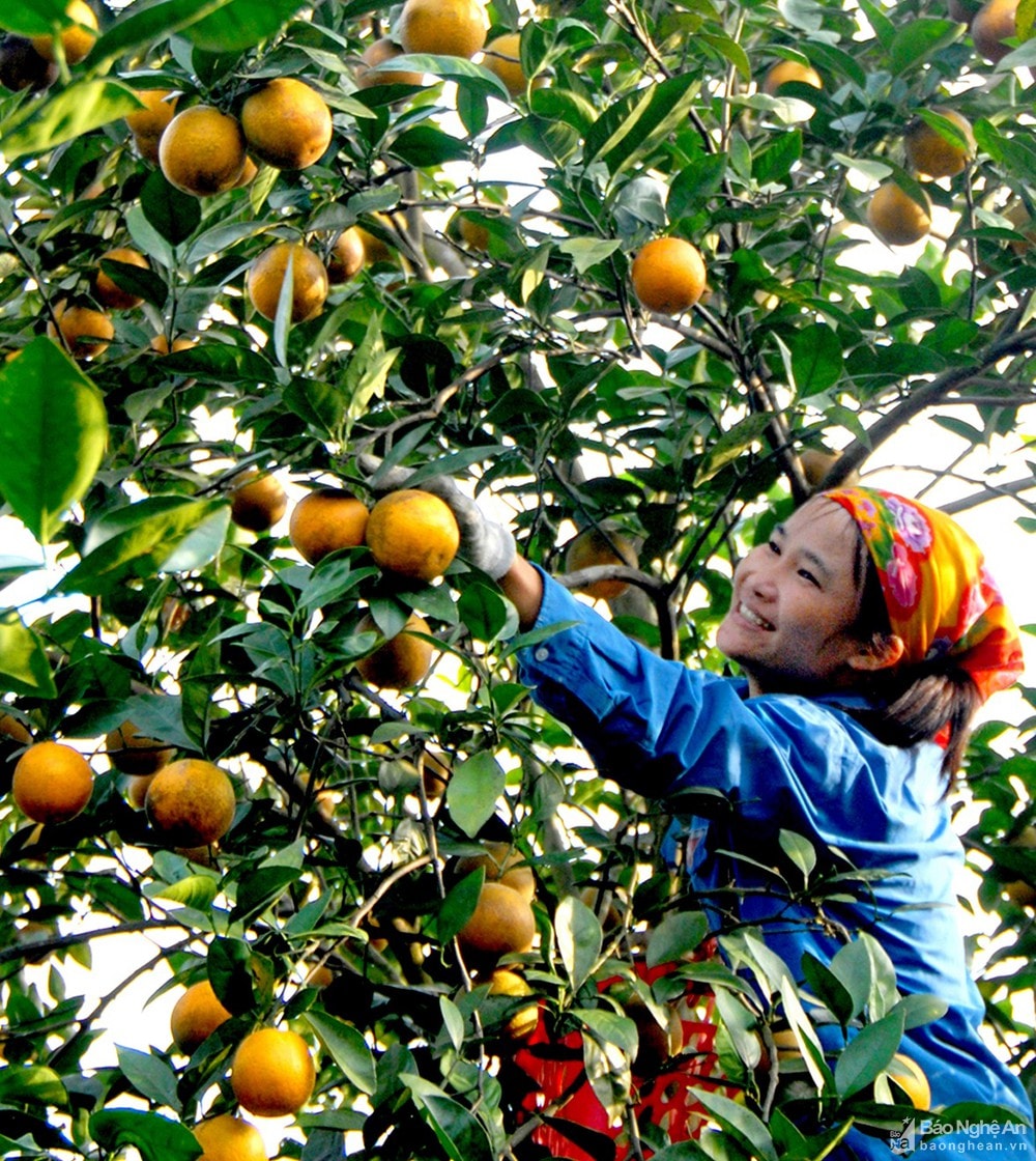 Thu hoạch cam ở xã Đồng Thành, Yên Thành. Ảnh lư tiệu Hồ Các