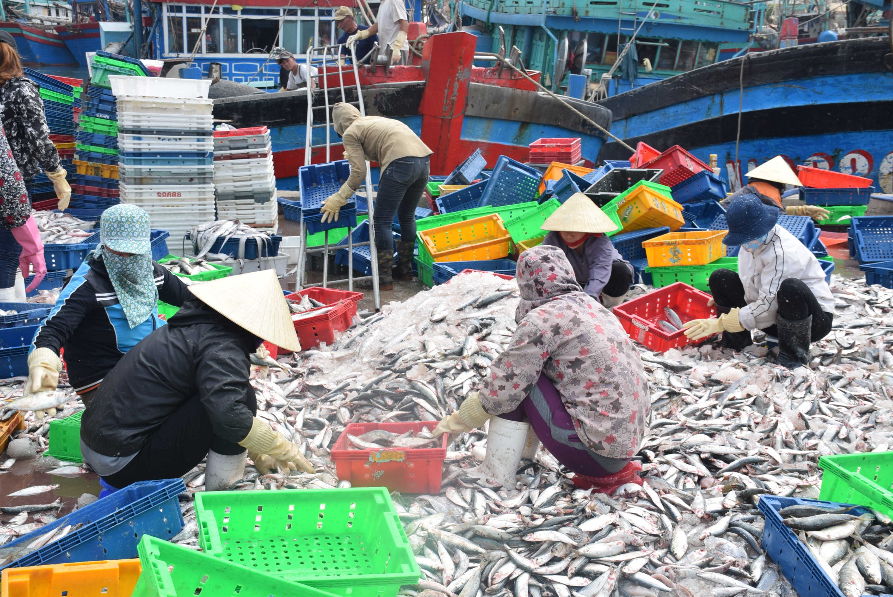Tiêu thụ hải sản tại Cảng cá Lạch Quèn (Quỳnh Lưu). Ảnh: Xuân Hoàng