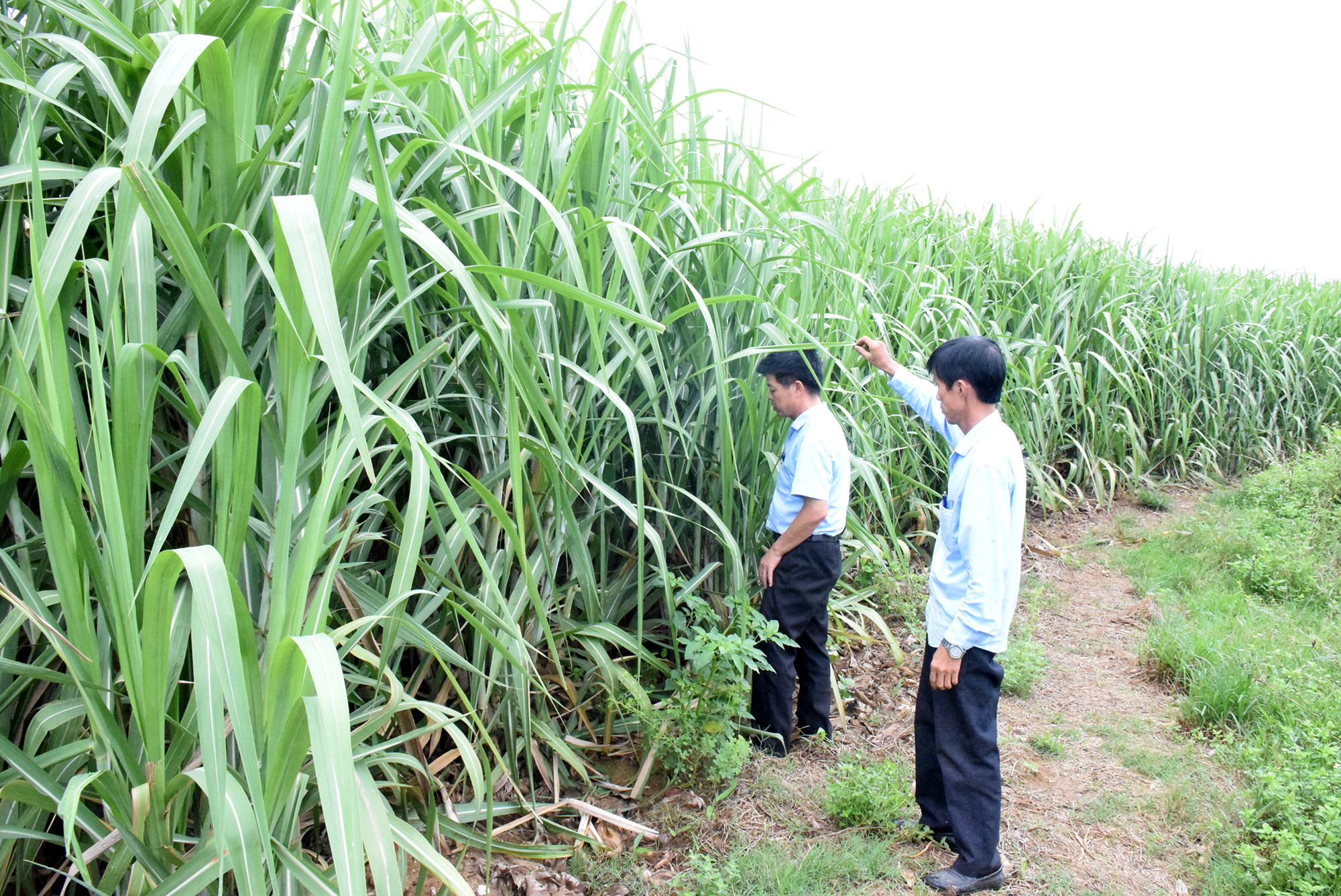 Mô hình trồng giống mía mới, năng suất cao trên địa bàn xã Nghĩa Đồng. Ảnh: Xuân Hoàng