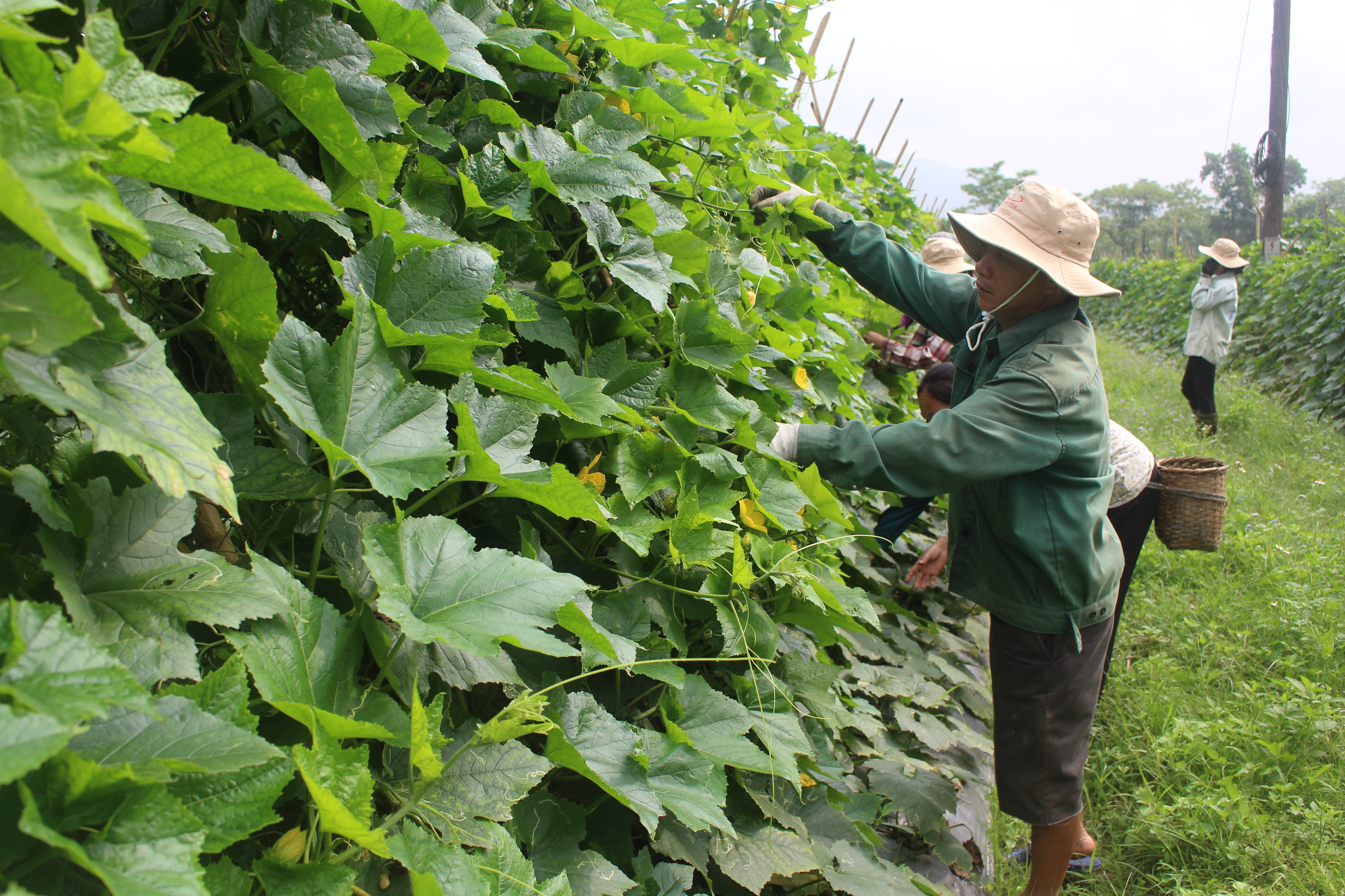 Người dân bản Khe Ló xã Môn Sơn lần đầu tiên đưa cây bí xanh vào trồng trên đất chuyển đổi đã mang lại hiệu quả kinh tế cao