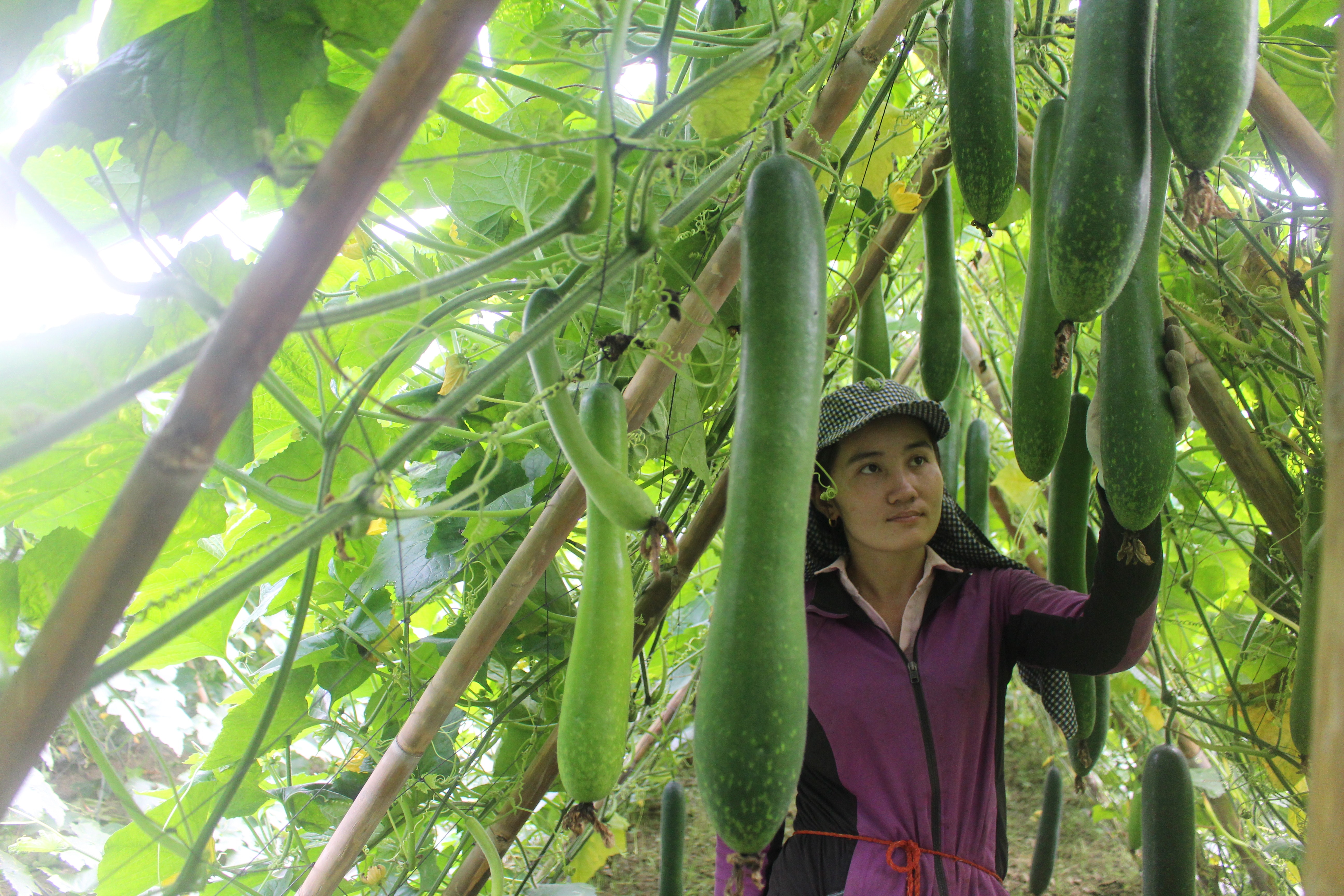 Đây là lần đầu tiên mô hình bí được triển khai trồng tại xã Môn Sơn, nhưng bước đầu đã đem lại hiệu quả cao