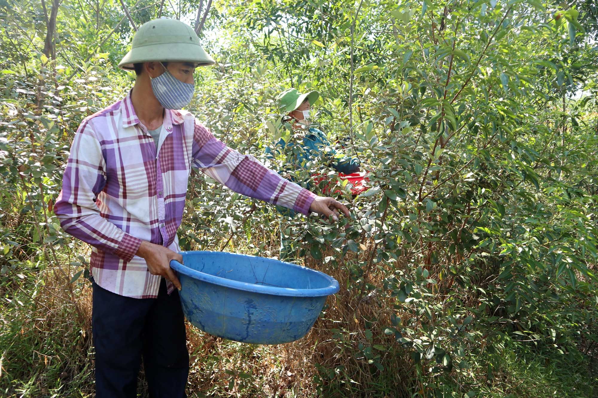 Sim trồng dưới tán keo của hộ anh Lâm Văn Hạnh (xóm 3, Thanh Hà, Thanh Chương) cho thu nhập mỗi năm 30-40 triệu đồng. Ảnh: Thanh Phúc