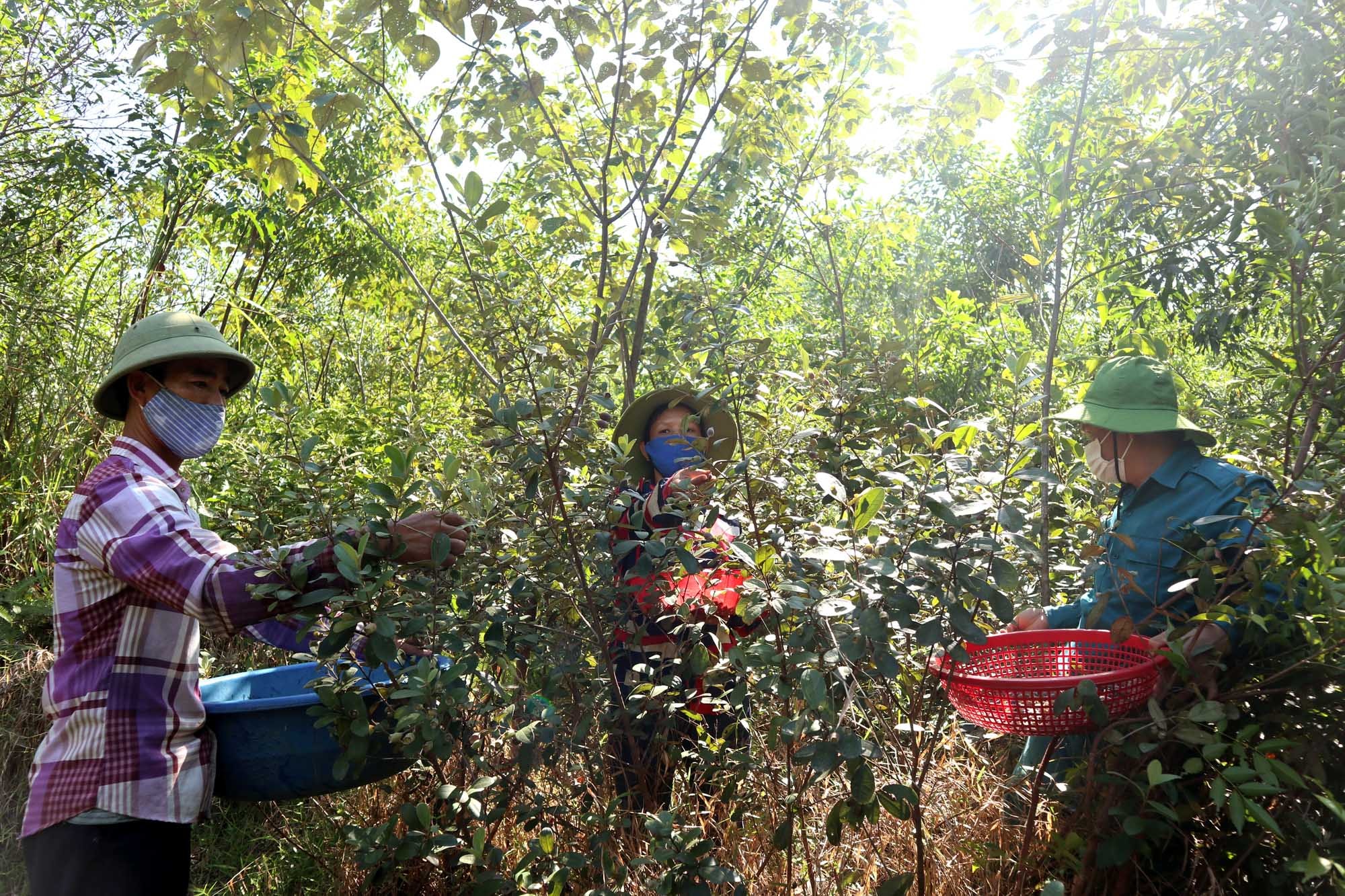 Mùa sim chín rộ, người dân khắp nơi đổ xô đi hái 