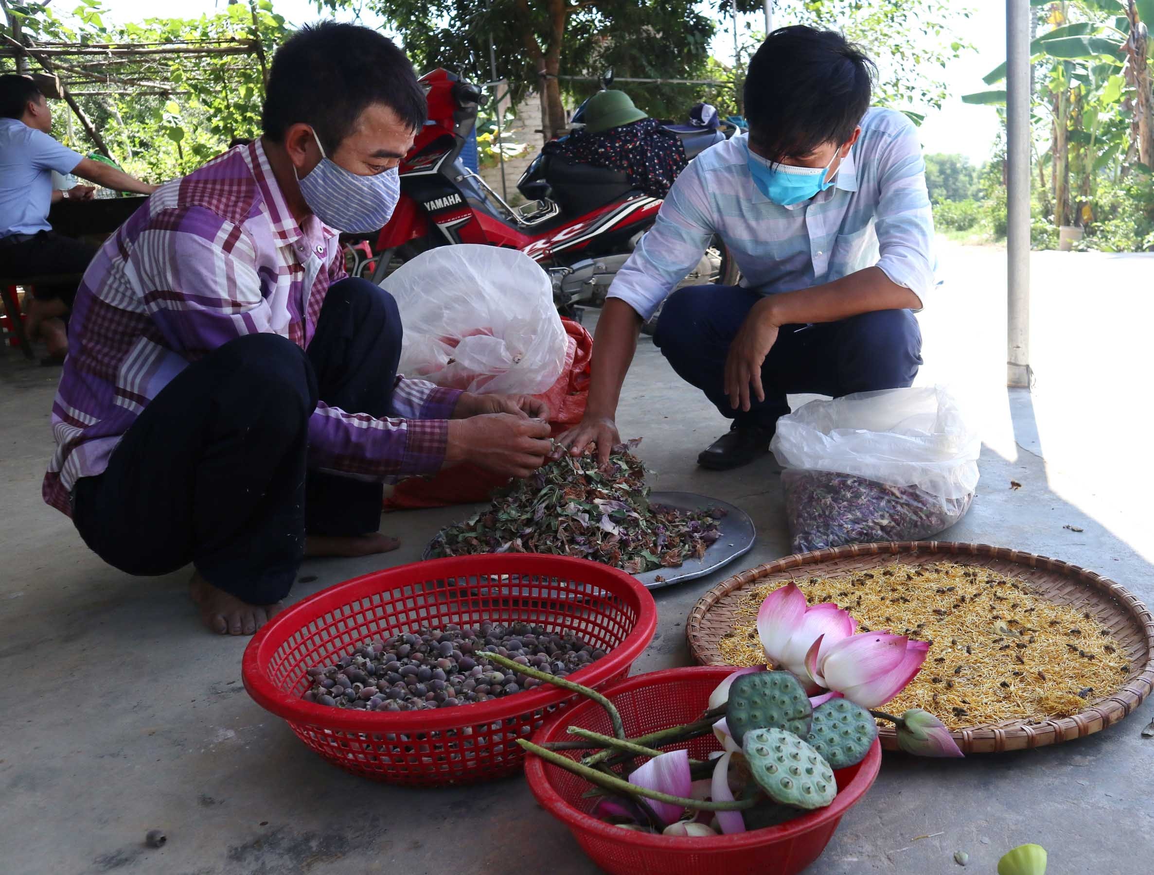 Sim được phơi khô kết hợp với lá sen, gạo sen và hoa sâm thổ hào tạo thành một loại trà theo công thức dân gian. Ảnh: Thanh Phúc