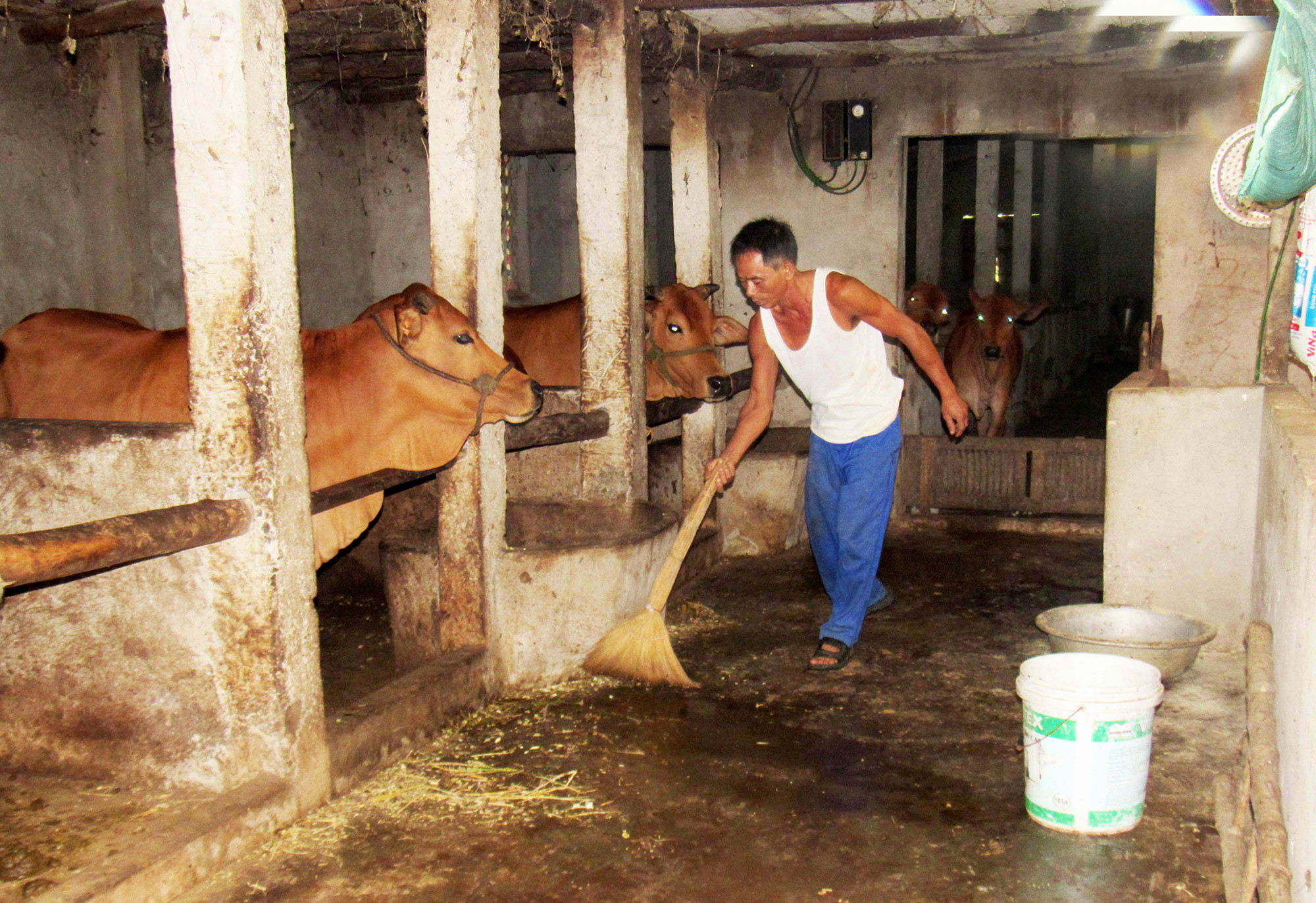 Người dân huyện Diễn Châu dọn vệ sinh chuồng trại cho gia súc tránh sự lây lan của dịch bệnh. Ảnh: Quang An