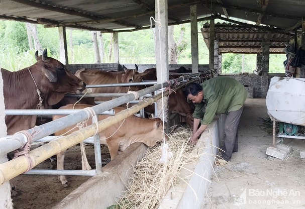 Cùng với trồng trọt, bà con nông dân huyện Tương Dương đang đẩy mạnh phát triển chăn nuôi, nâng số lượng đàn gia súc, gia cầm. Ảnh tư liệu: Vi Mận