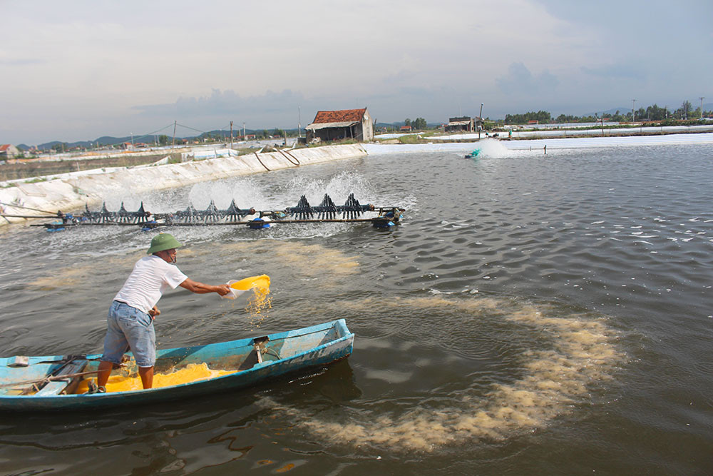 Phát triển nuôi tôm Vietgap ở Quỳnh Lưu. Ảnh: Phú Hương